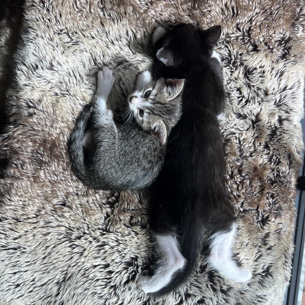 Yumi, Adoptable, Kitten Female Domestic Short Hair.