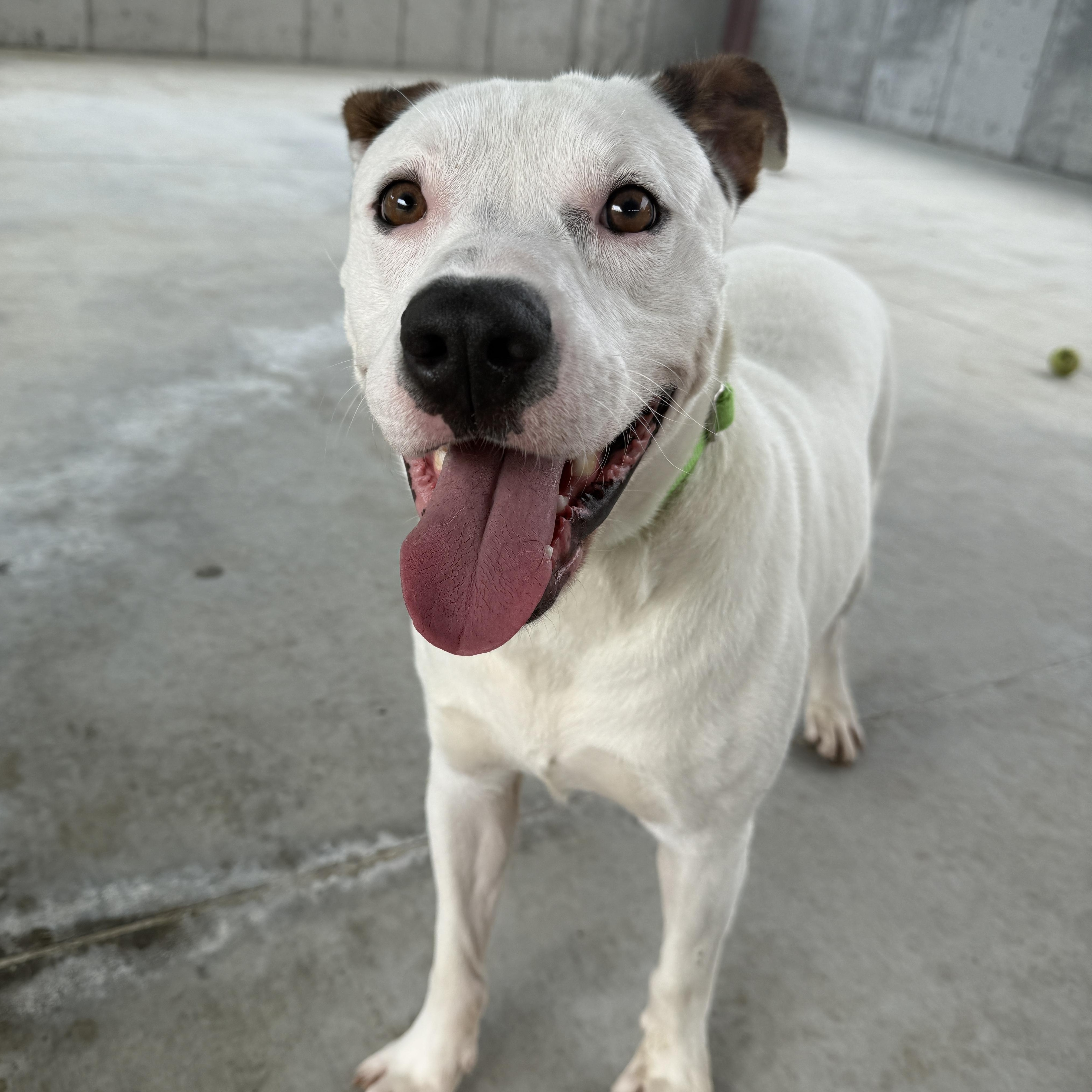 Ozzy, Adult Male Pit Bull Terrier