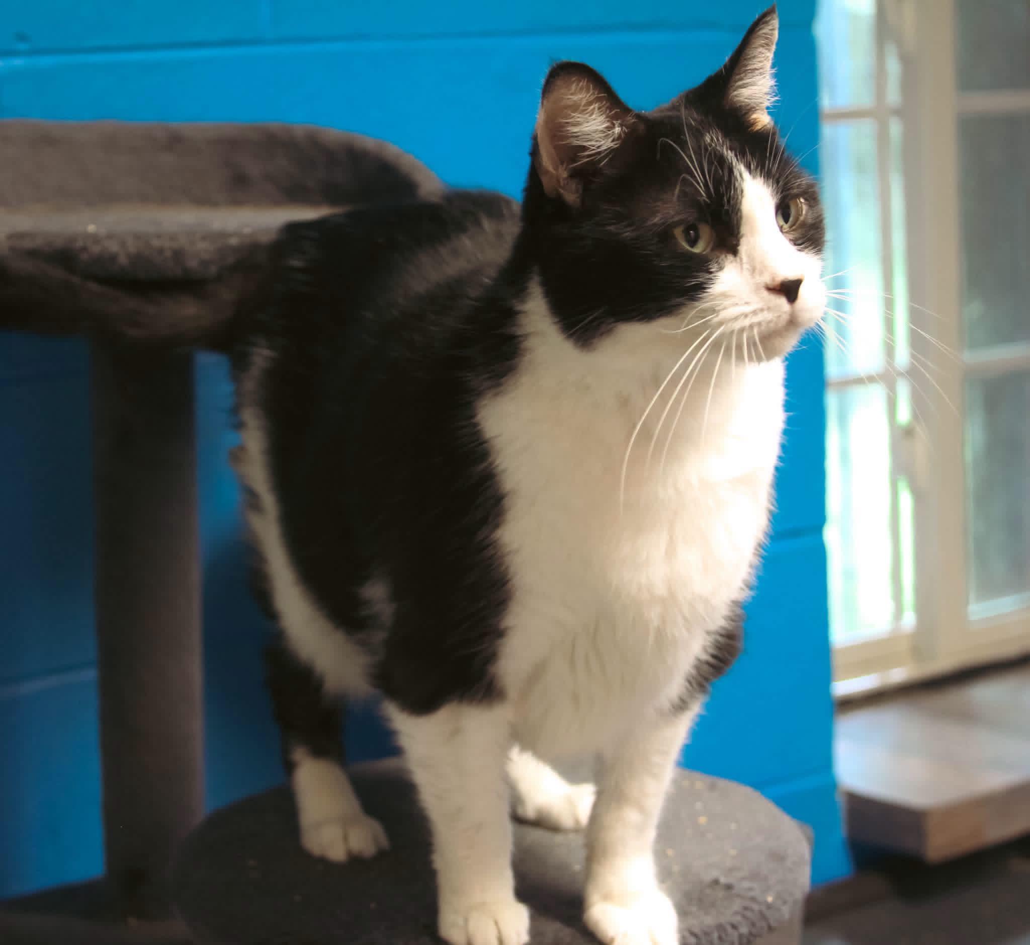 Frankie, Adoptable, Adult Female Domestic Short Hair.