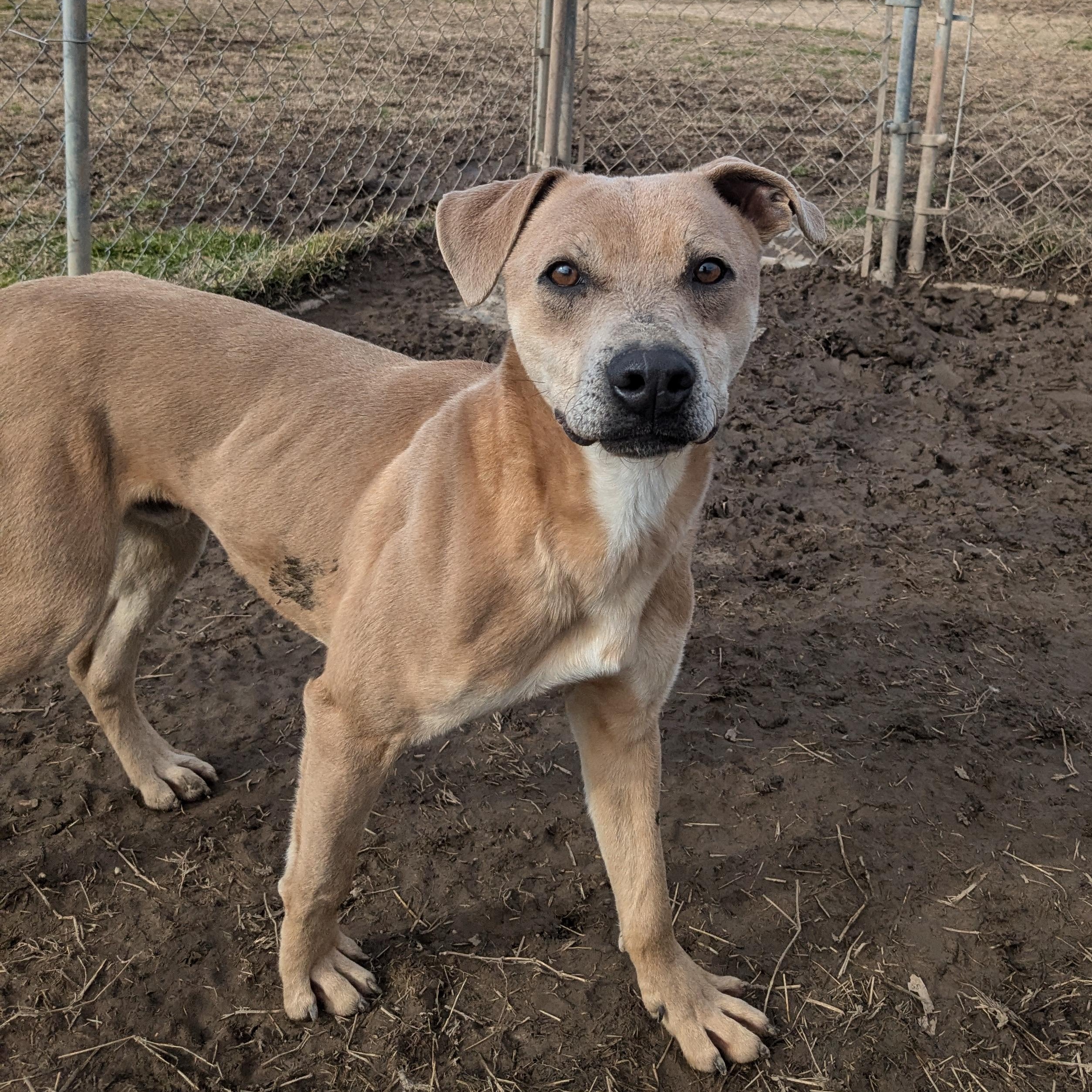 Martin, a Adoptable mixed breed in Manchester, NH image 1/4