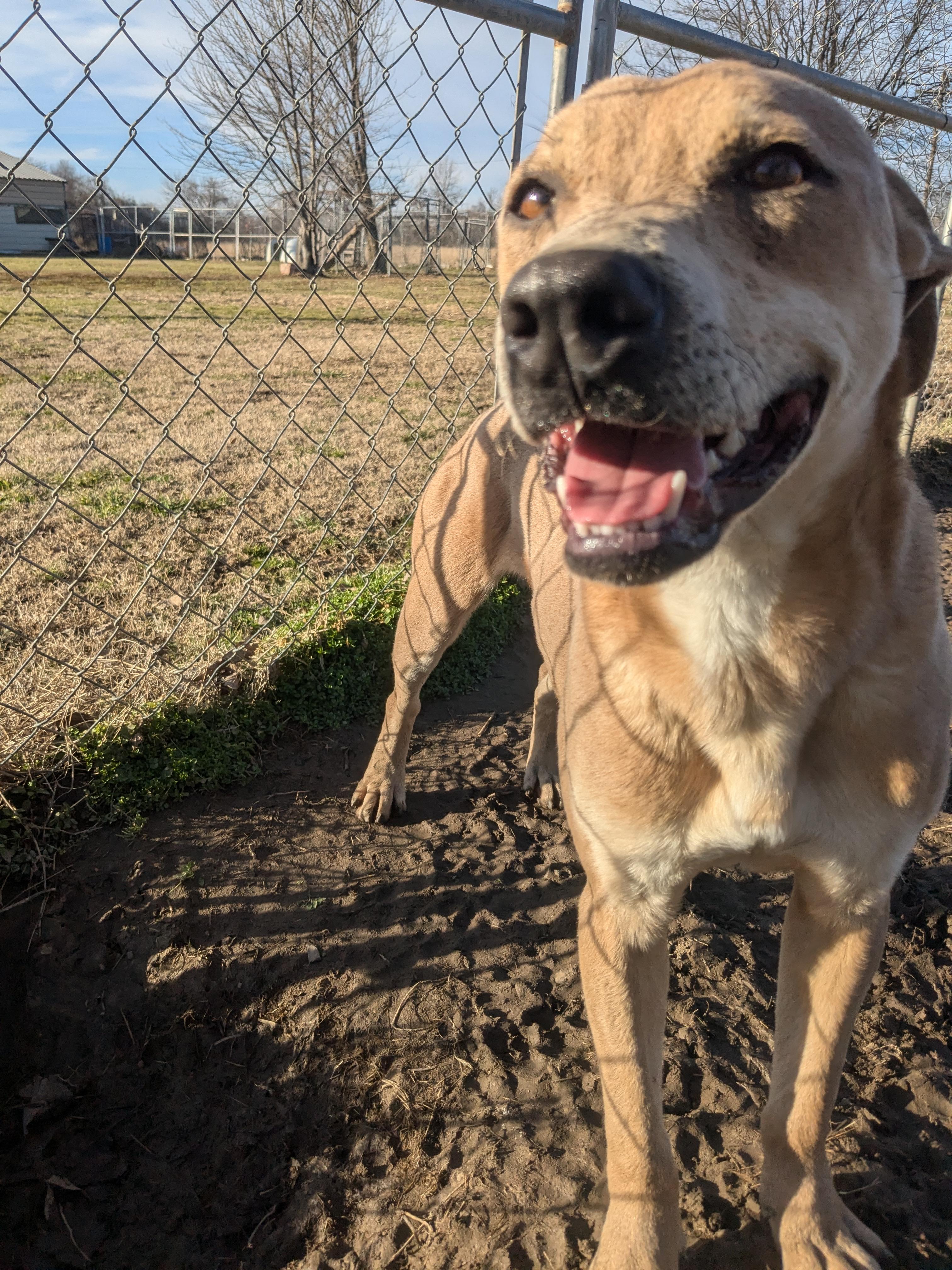 Martin, a Adoptable mixed breed in Manchester, NH image 2/4