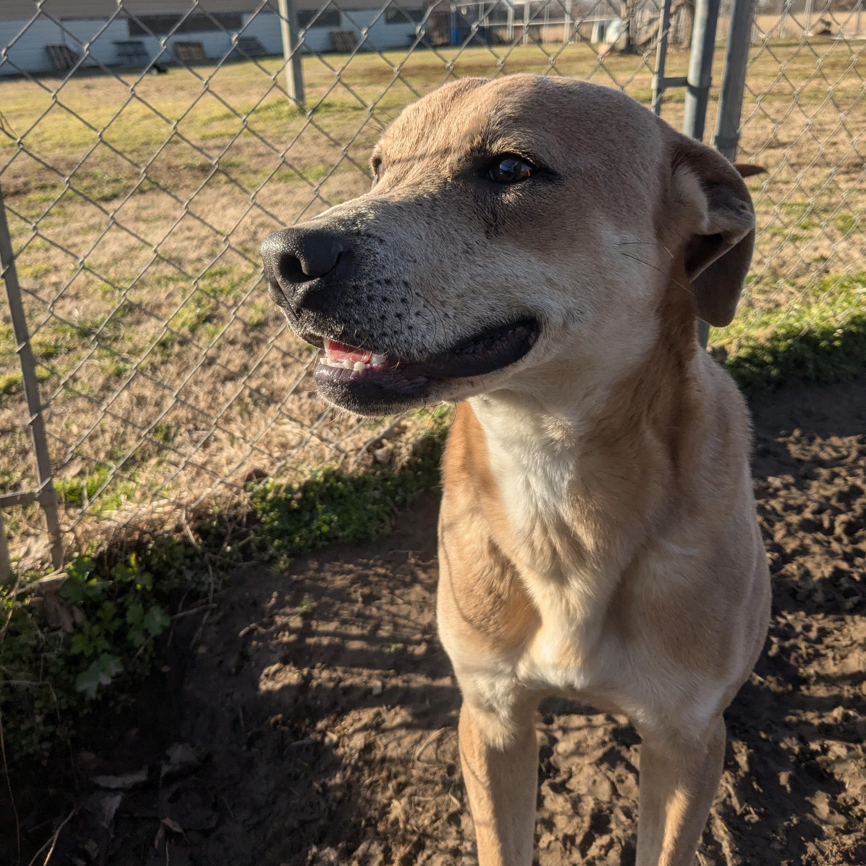 Martin, a Adoptable mixed breed in Manchester, NH image 3/4