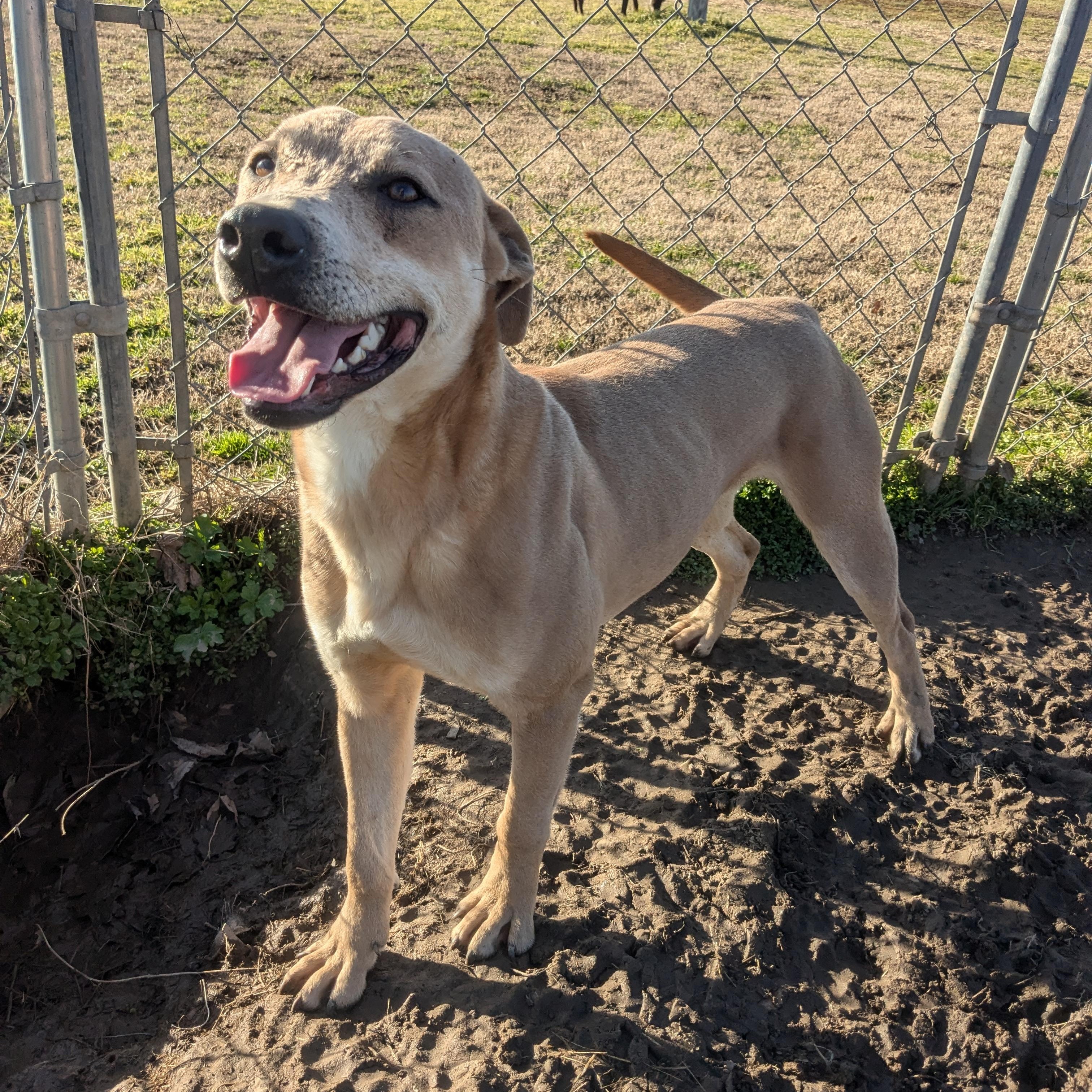 Martin, a Adoptable mixed breed in Manchester, NH image 4/4