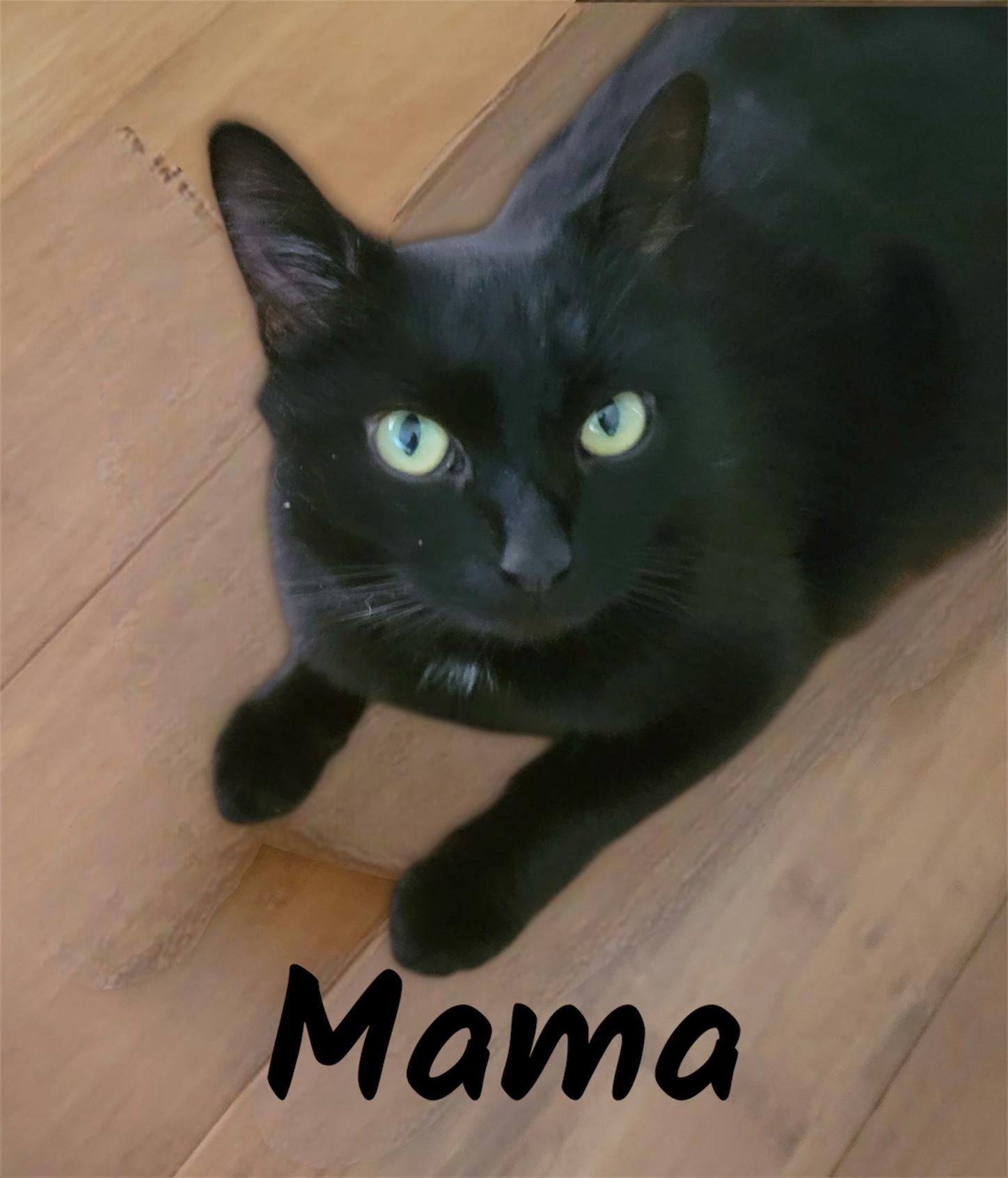 Mama, ADOPTABLE, Adult Female Domestic Short Hair.