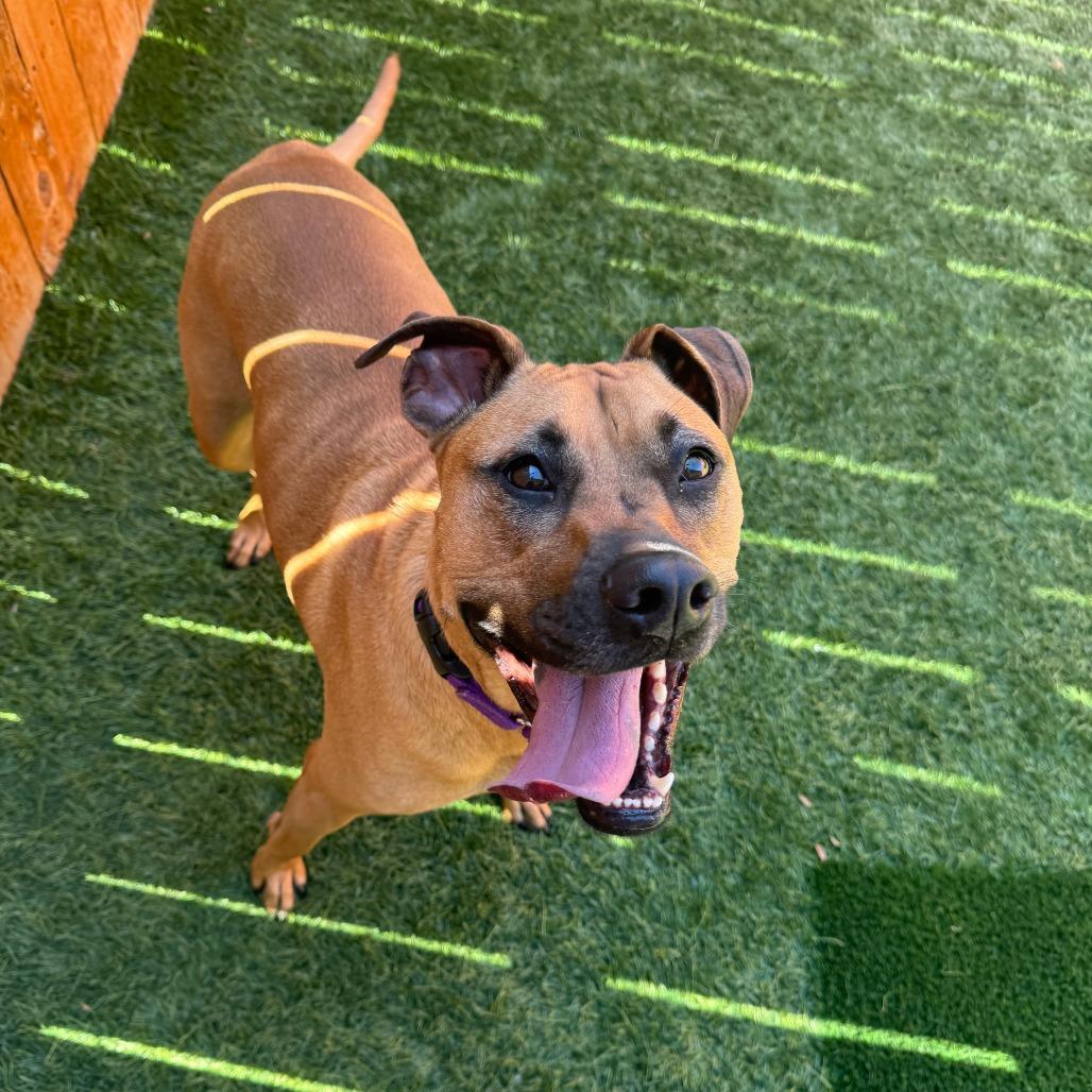 Gracie Lou, Adoptable, Adult Female Boxer & Mixed Breed.