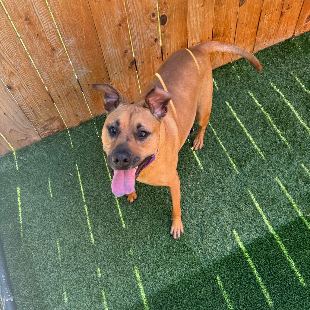 Enlarge Gracie Lou, a Adoptable mixed breed in Naperville, IL image 2/3