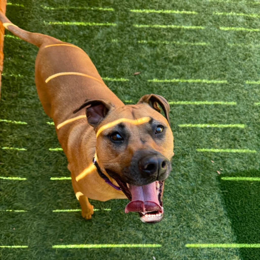 Enlarge Gracie Lou, a Adoptable mixed breed in Naperville, IL image 3/3