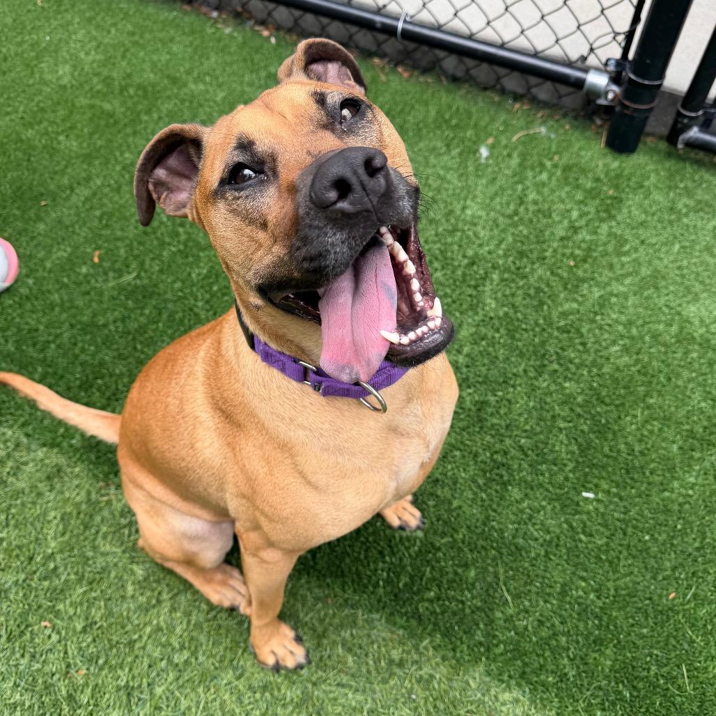 Enlarge Gracie Lou, a Adoptable mixed breed in Naperville, IL image 4/6