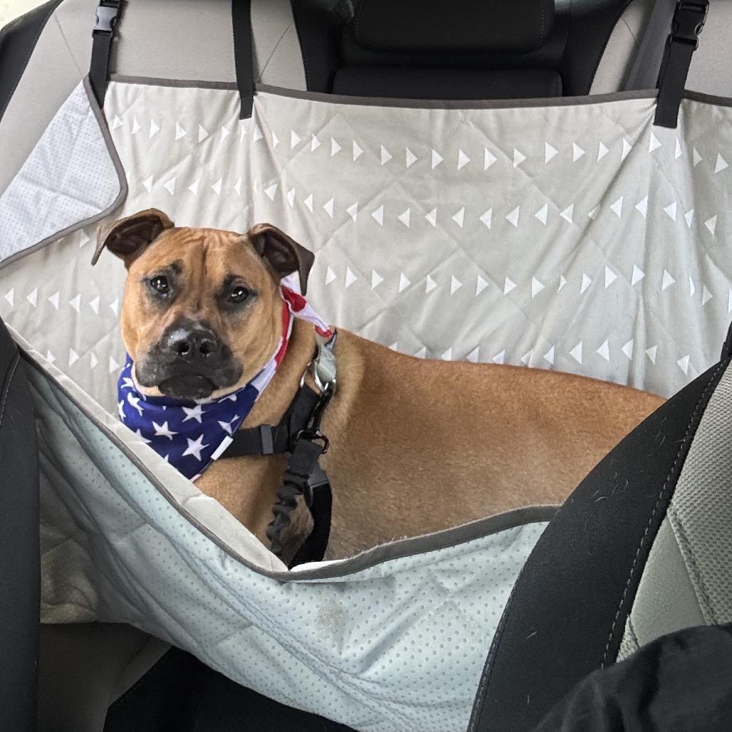 Enlarge Gracie Lou, a Adoptable mixed breed in Naperville, IL image 5/6