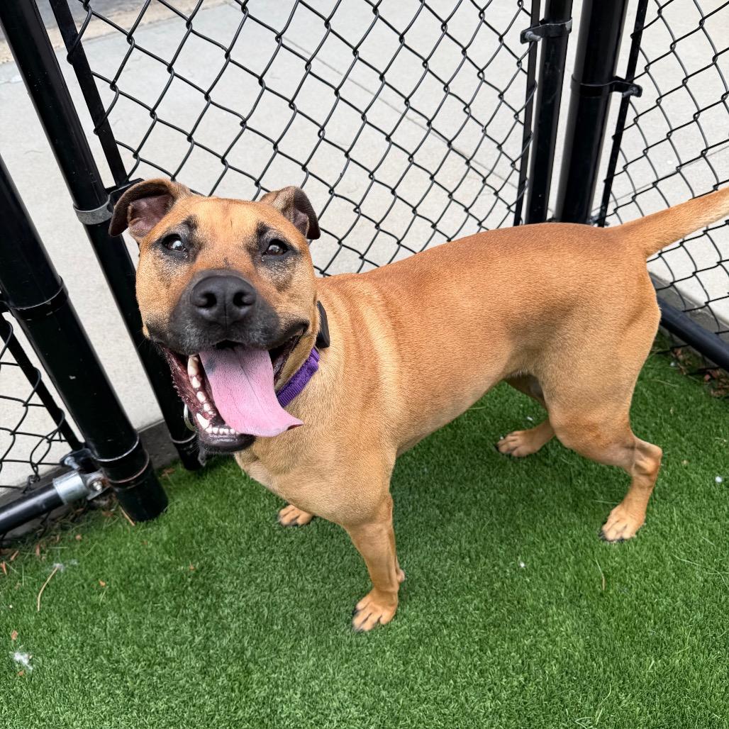 Enlarge Gracie Lou, a Adoptable mixed breed in Naperville, IL image 6/6