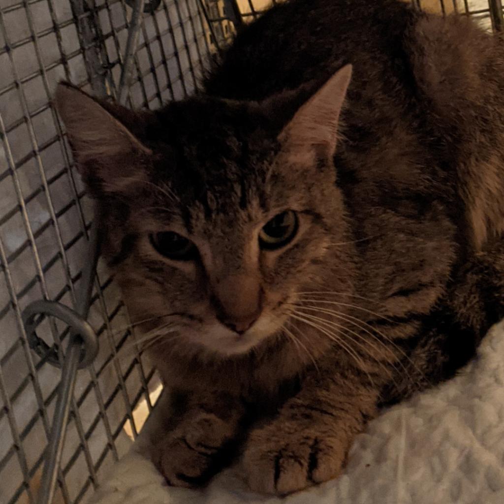 Enlarge Viggo, a Adoptable Domestic Short Hair in Brooklyn, NY image 1/1