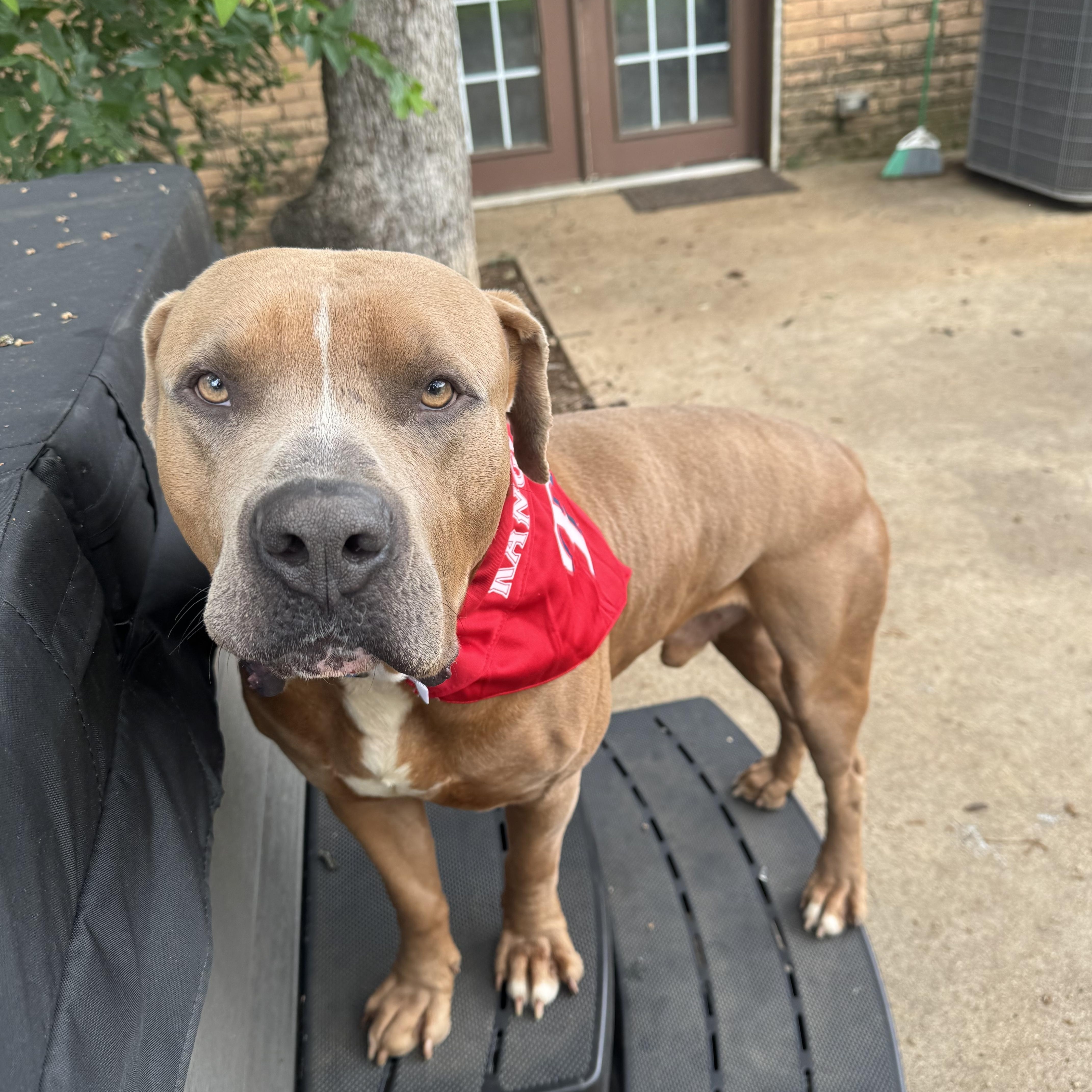 RANGER, an adopted mixed breed in Morrisville, PA image 4/5
