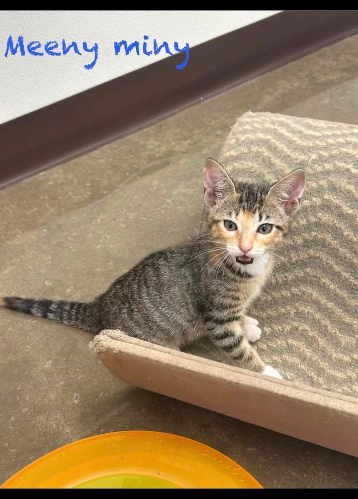Meeny Miny, adopted, Kitten Female Domestic Short Hair.