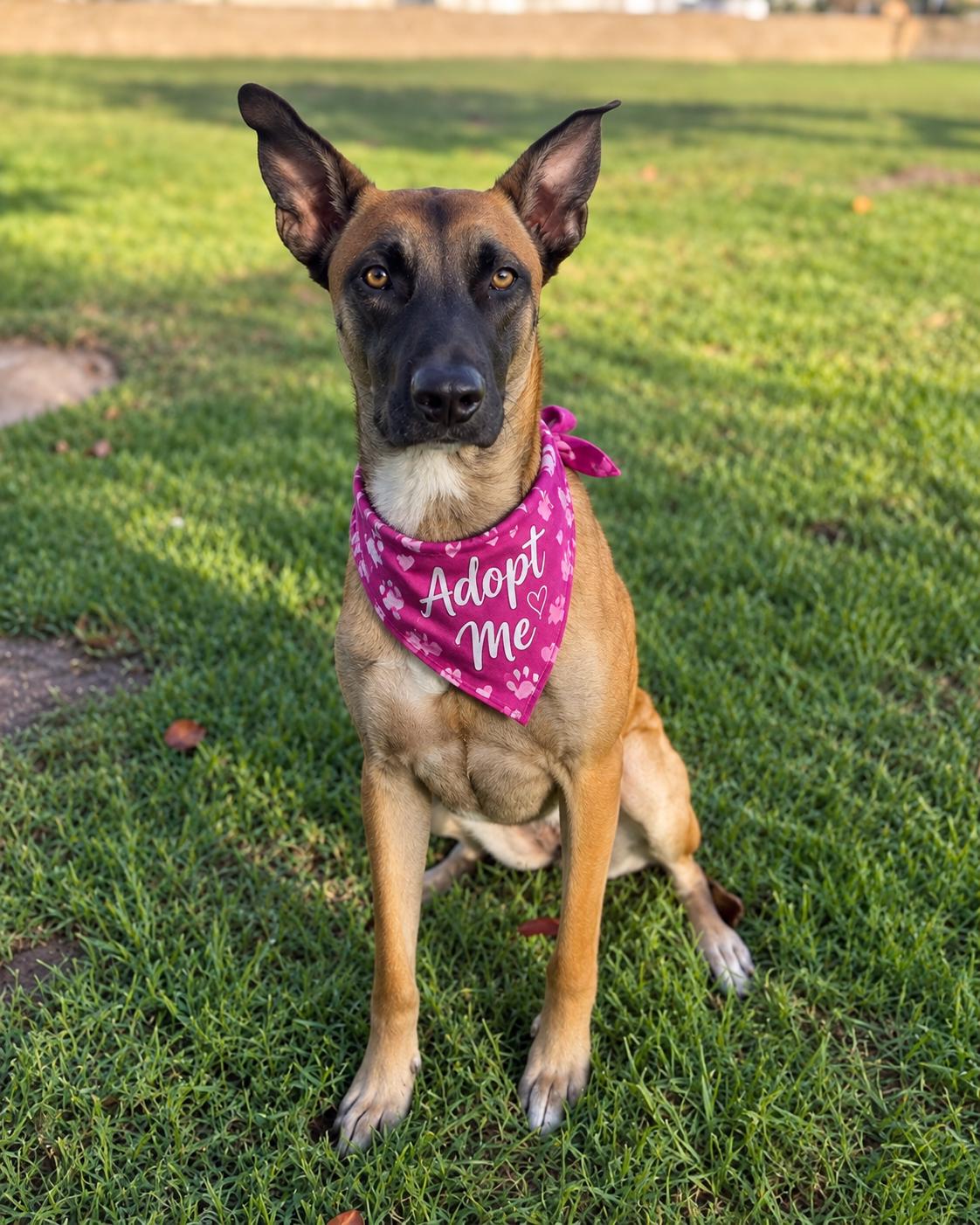 Ella (aka Baby Gazelle), Adoptable, Young Female Belgian Shepherd / Malinois.