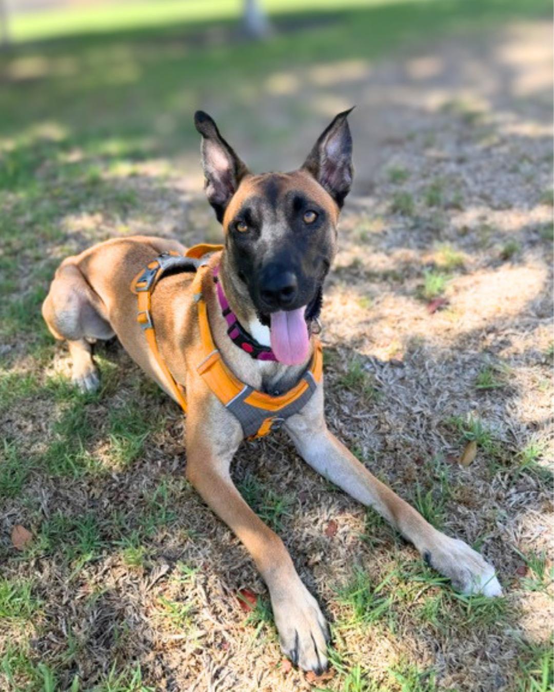 Enlarge Ella (aka Baby Gazelle), a Adoptable mixed breed in Valley Village, CA image 6/6