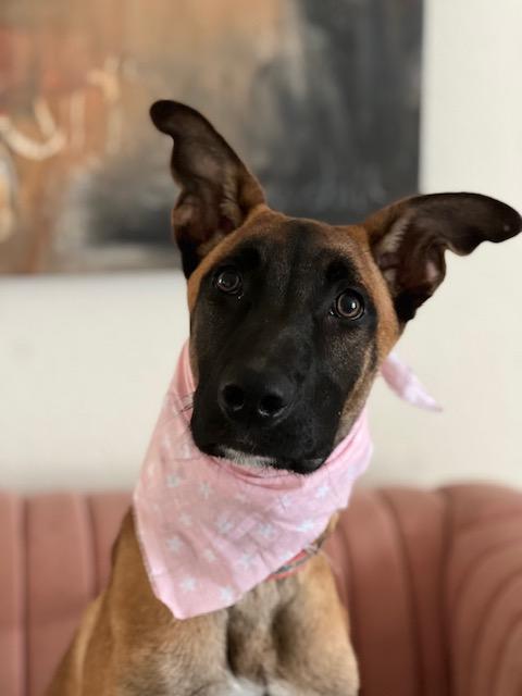 Enlarge Ella , a ADOPTABLE mixed breed in Valley Village, CA image 5/6