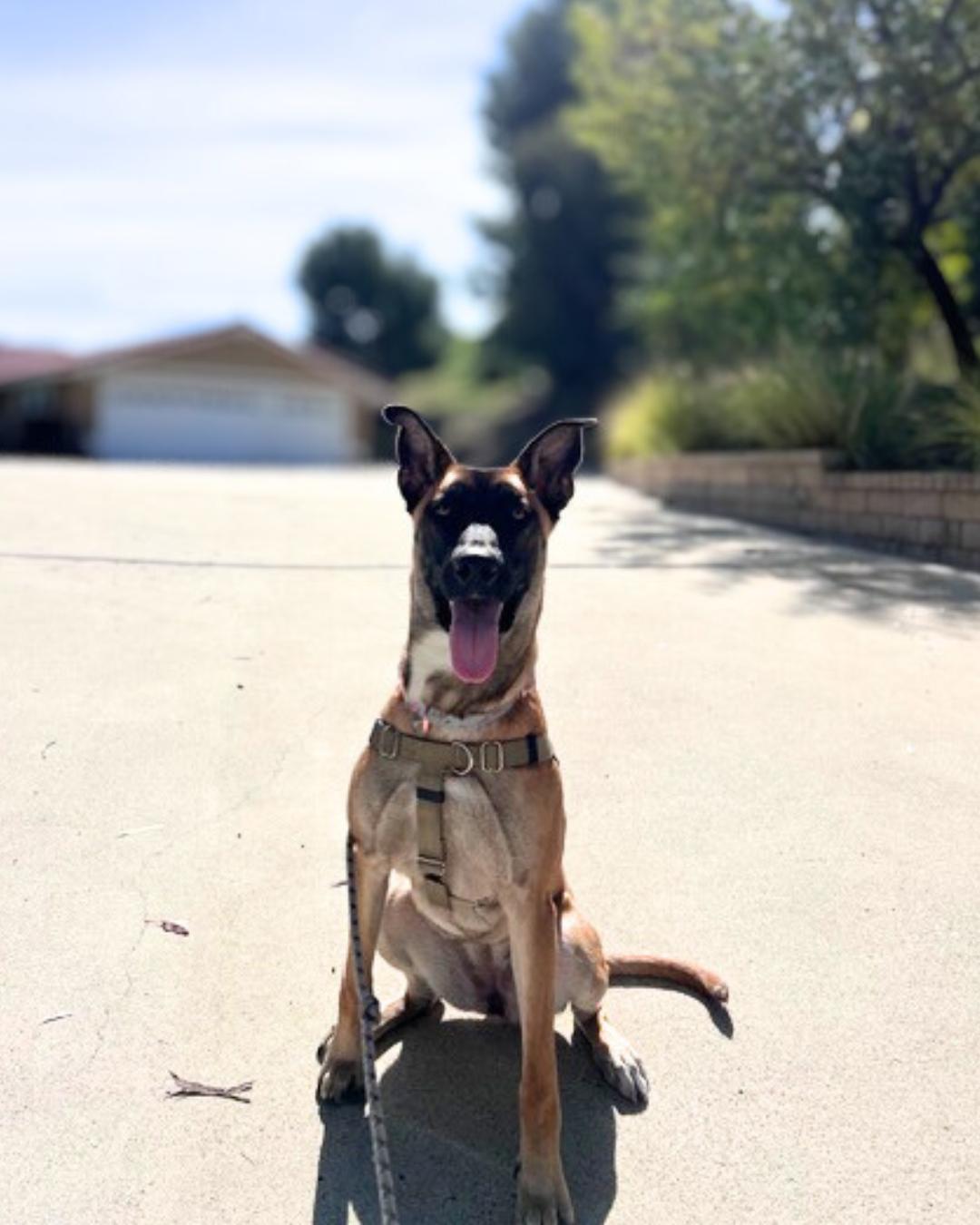 Enlarge Ella , a ADOPTABLE mixed breed in Valley Village, CA image 2/4