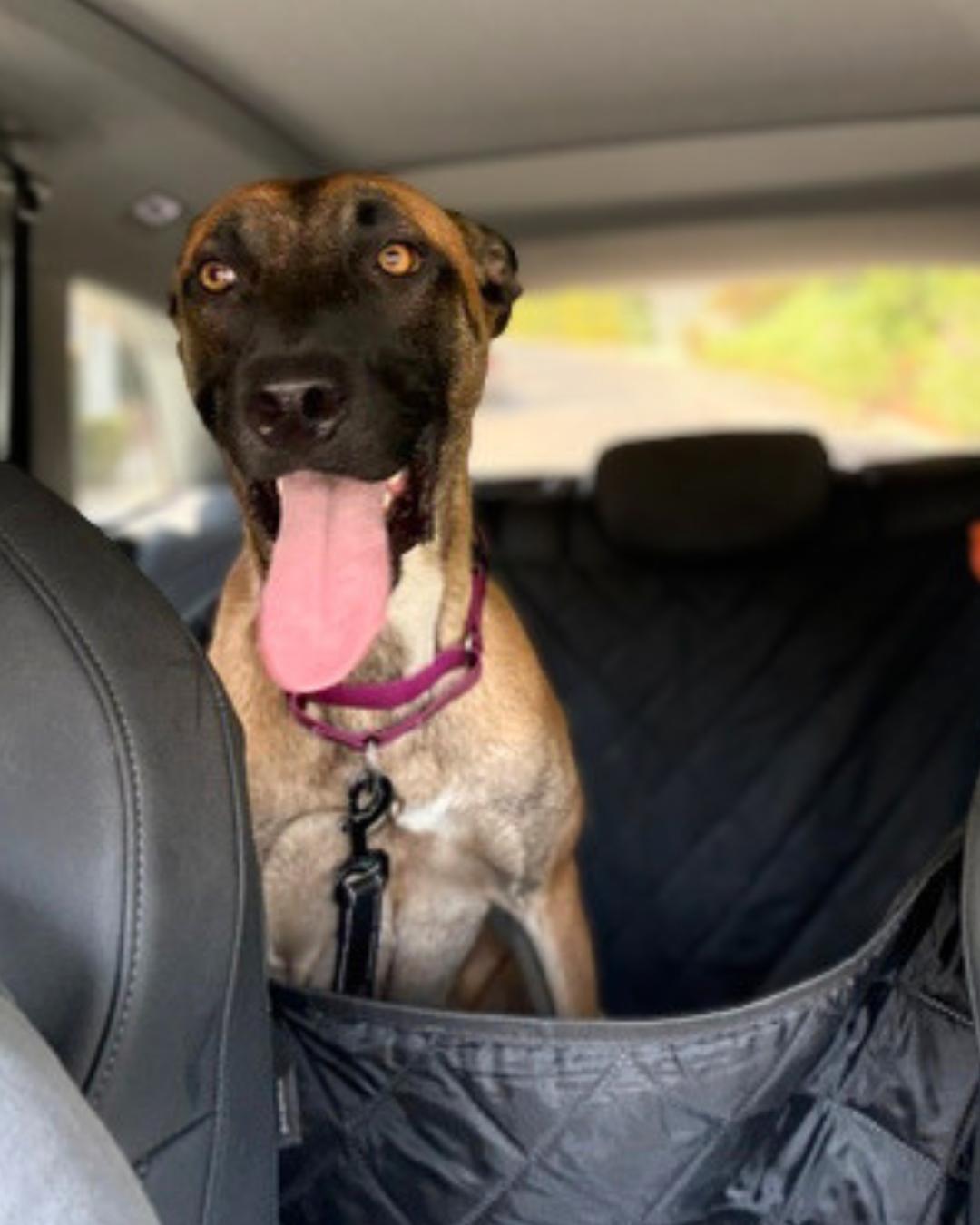 Enlarge Ella (aka Baby Gazelle), a Adoptable mixed breed in Valley Village, CA image 2/6