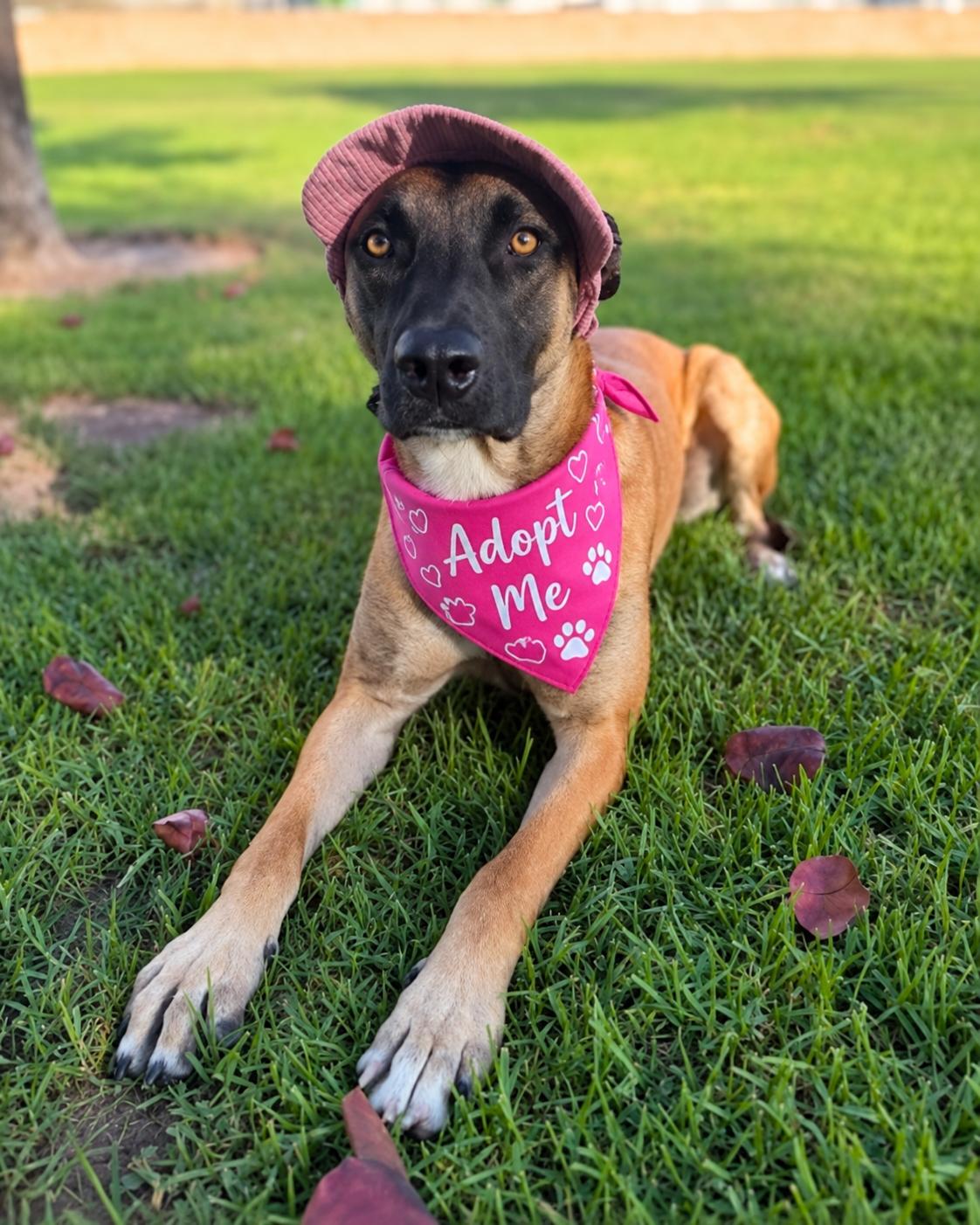 Enlarge Ella (aka Baby Gazelle), a Adoptable Belgian Shepherd / Malinois in Valley Village, CA image 3/6