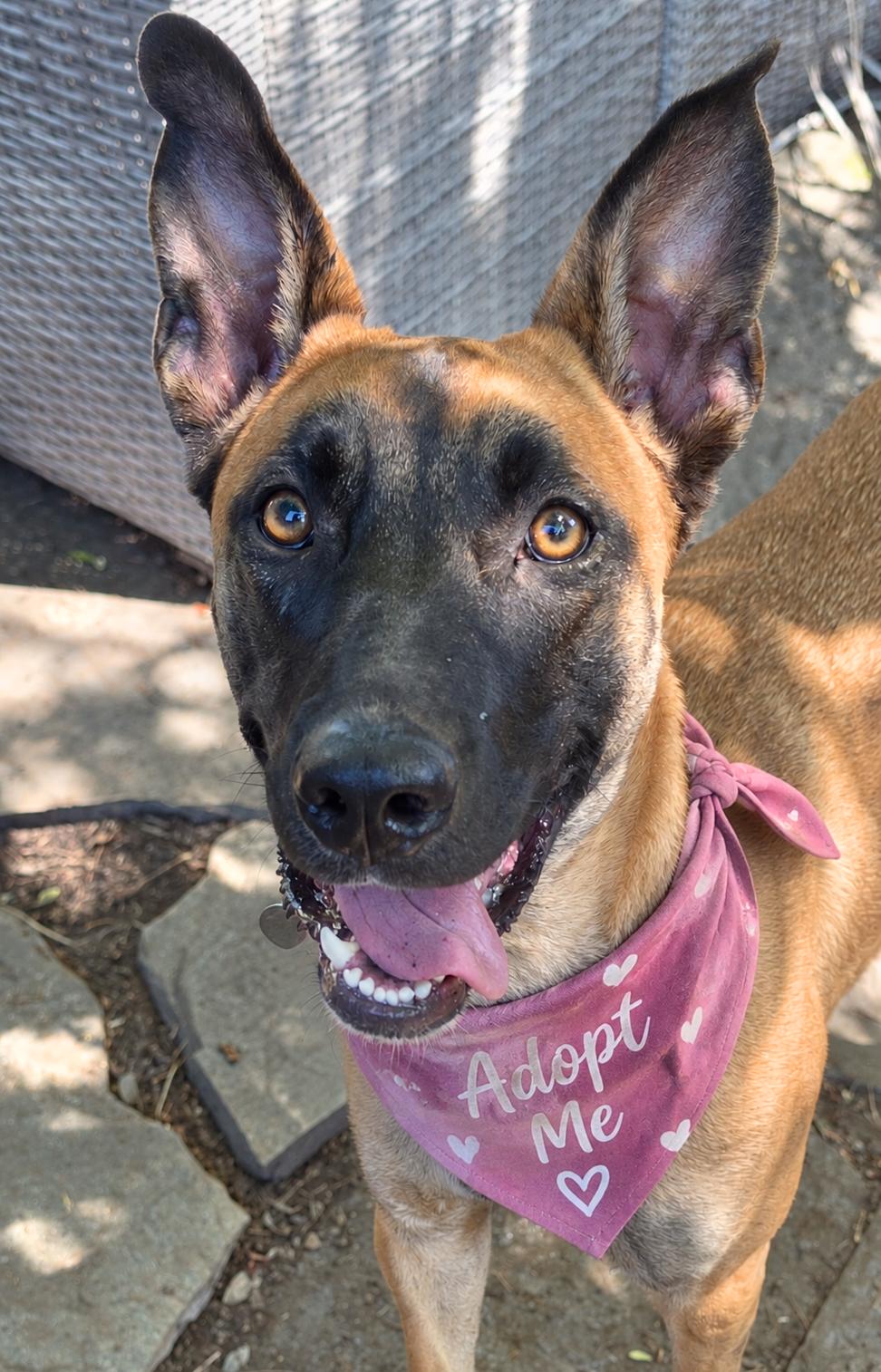 Ella (aka Baby Gazelle), Adoptable, Young Female Shepherd & Belgian Shepherd / Malinois.