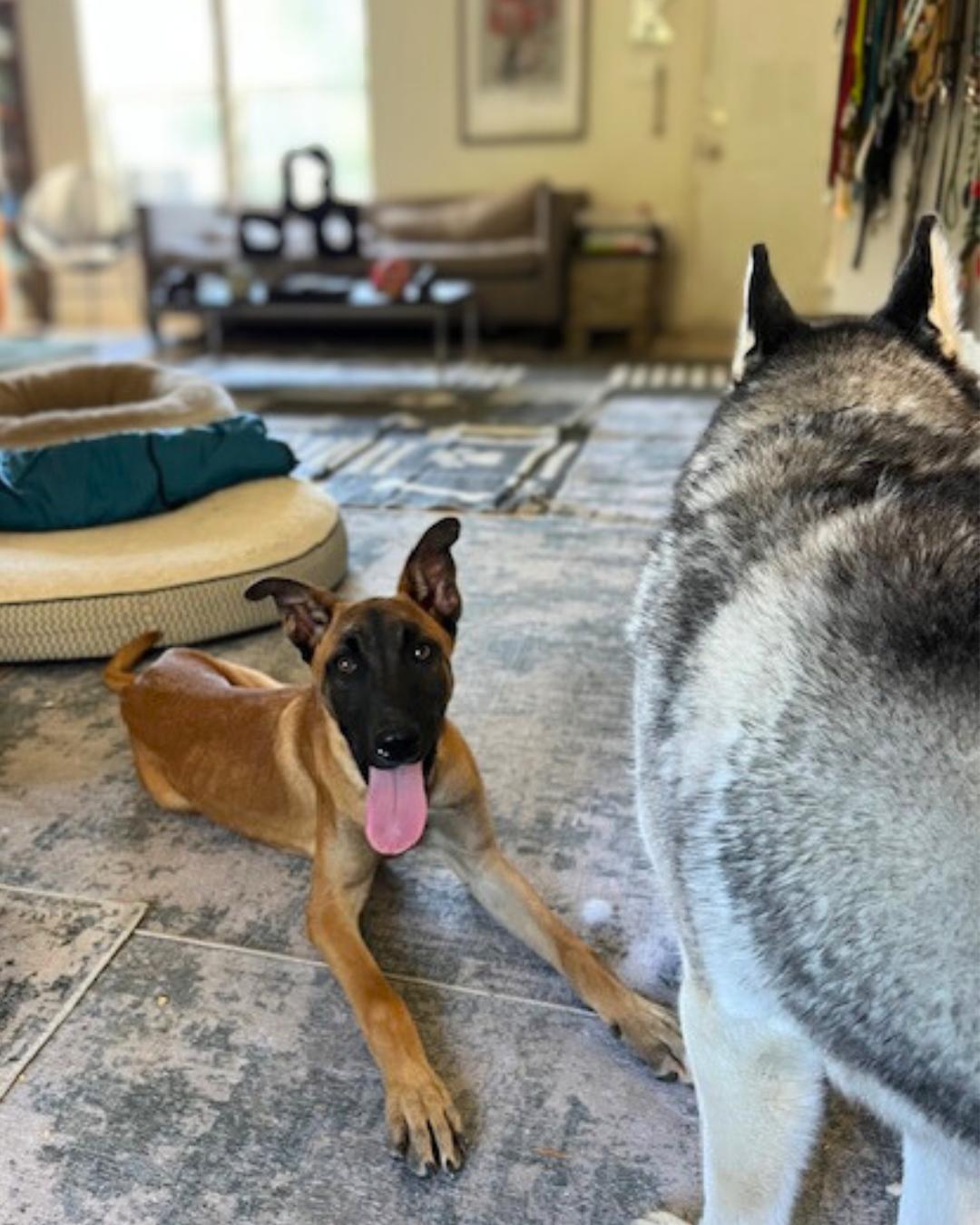 Enlarge Ella , a ADOPTABLE mixed breed in Valley Village, CA image 4/6