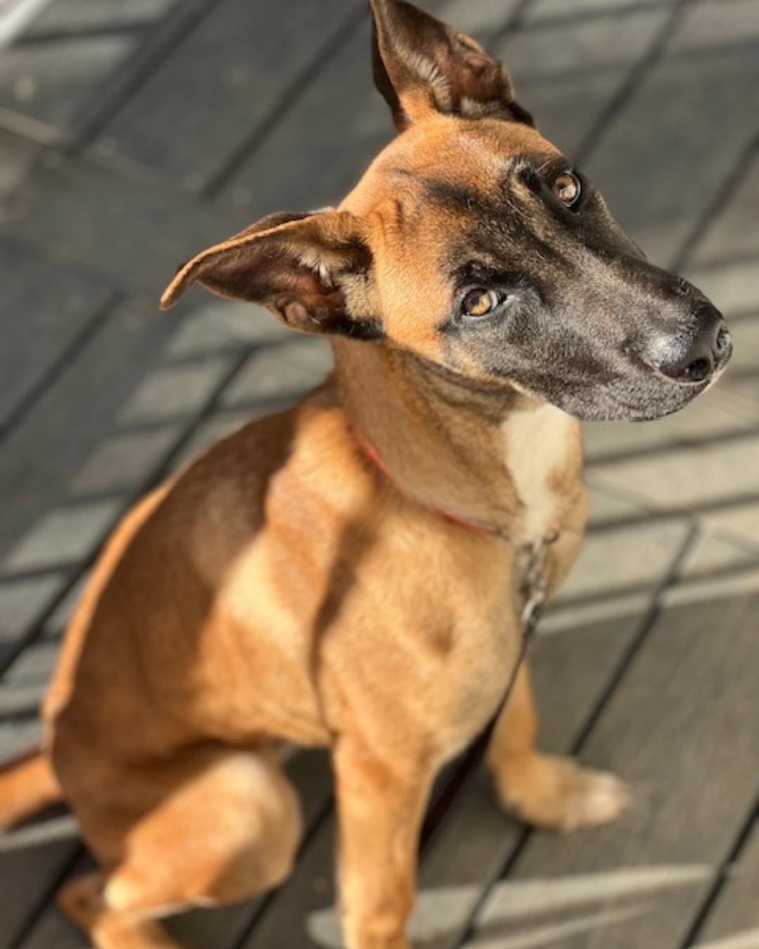 Enlarge Ella , a ADOPTABLE mixed breed in Valley Village, CA image 6/6