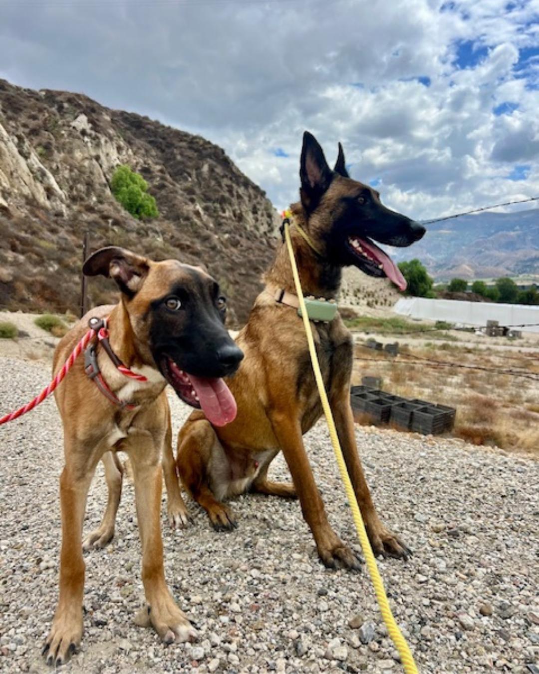 Enlarge Ella , a ADOPTABLE mixed breed in Valley Village, CA image 3/4