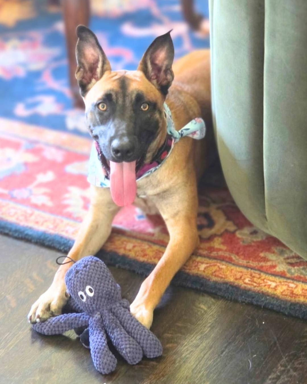 Enlarge Ella (aka Baby Gazelle), a Adoptable mixed breed in Valley Village, CA image 3/6