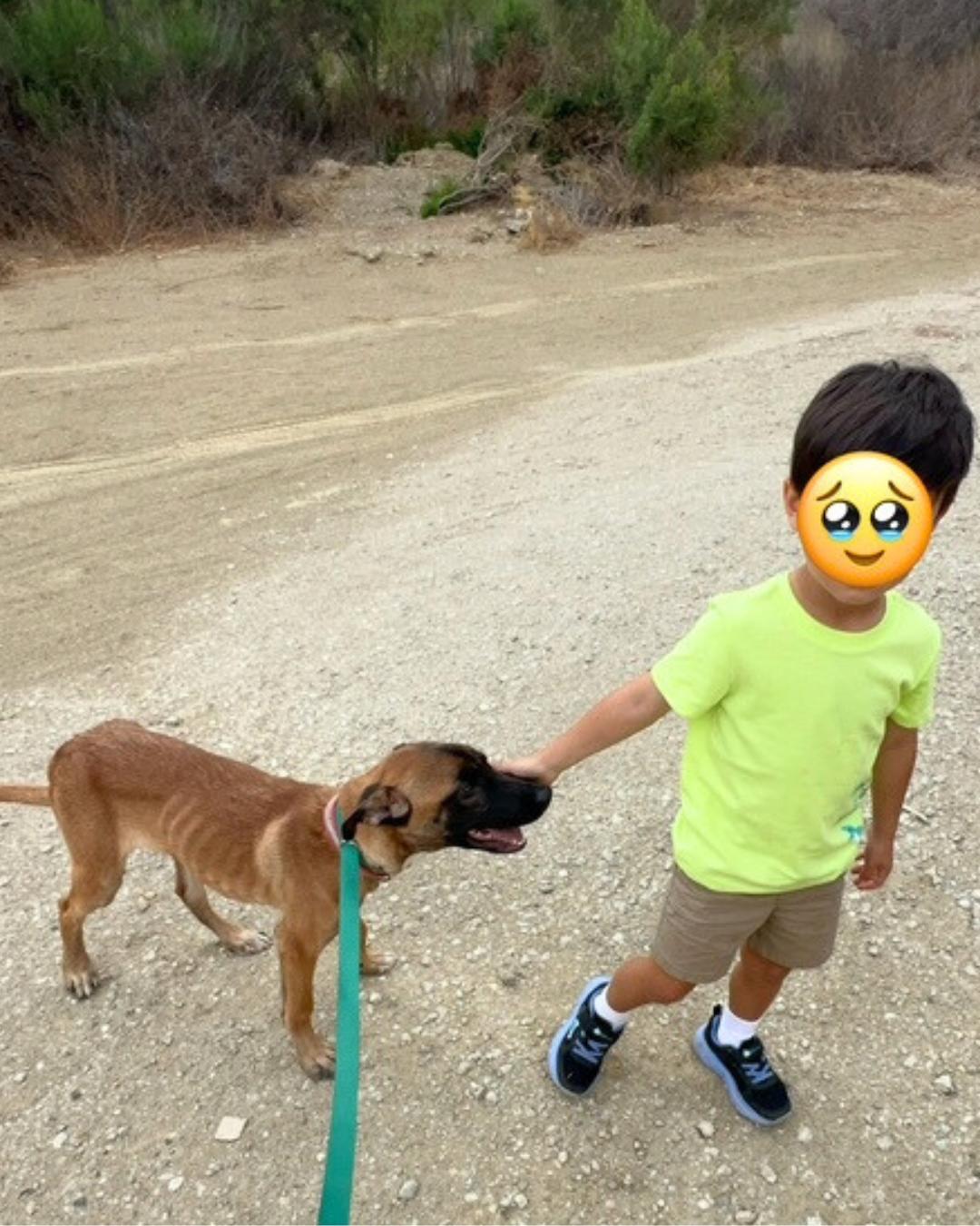 Enlarge Ella , a ADOPTABLE mixed breed in Valley Village, CA image 2/6