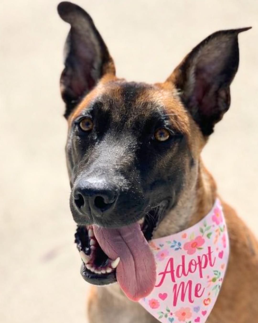 Enlarge Ella , a ADOPTABLE mixed breed in Valley Village, CA image 1/4