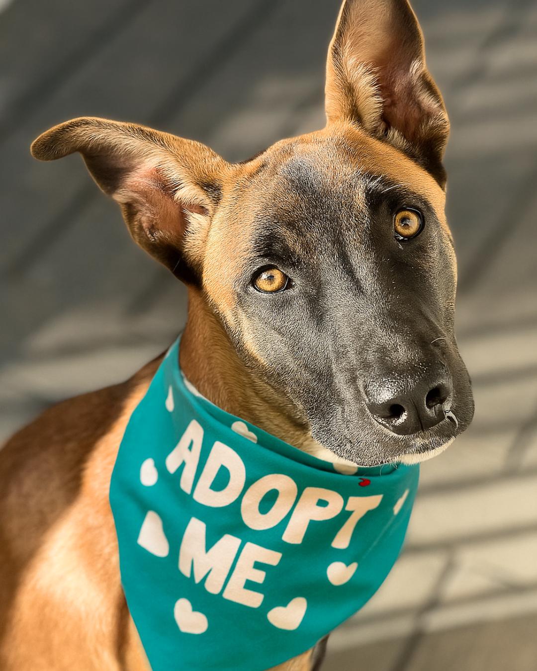 Ella , ADOPTABLE, Young Female Shepherd & Belgian Shepherd / Malinois.