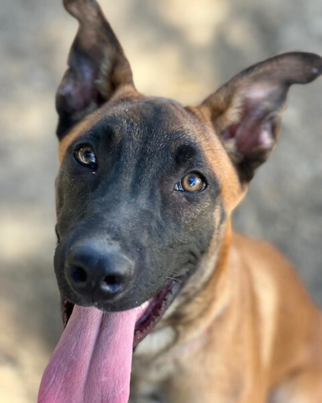 Enlarge Ella , a ADOPTABLE mixed breed in Valley Village, CA image 4/4