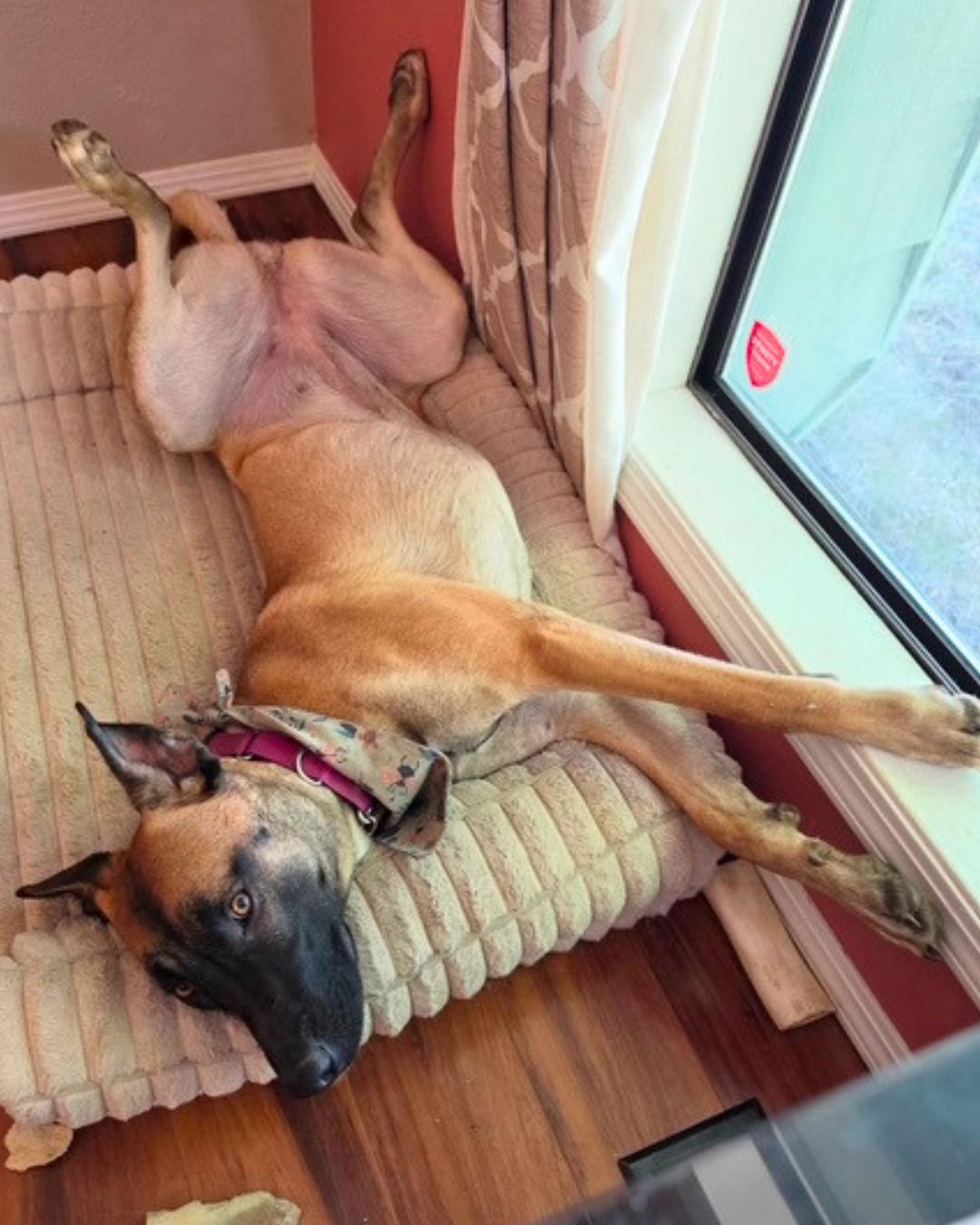 Enlarge Ella (aka Baby Gazelle), a Adoptable mixed breed in Valley Village, CA image 4/6