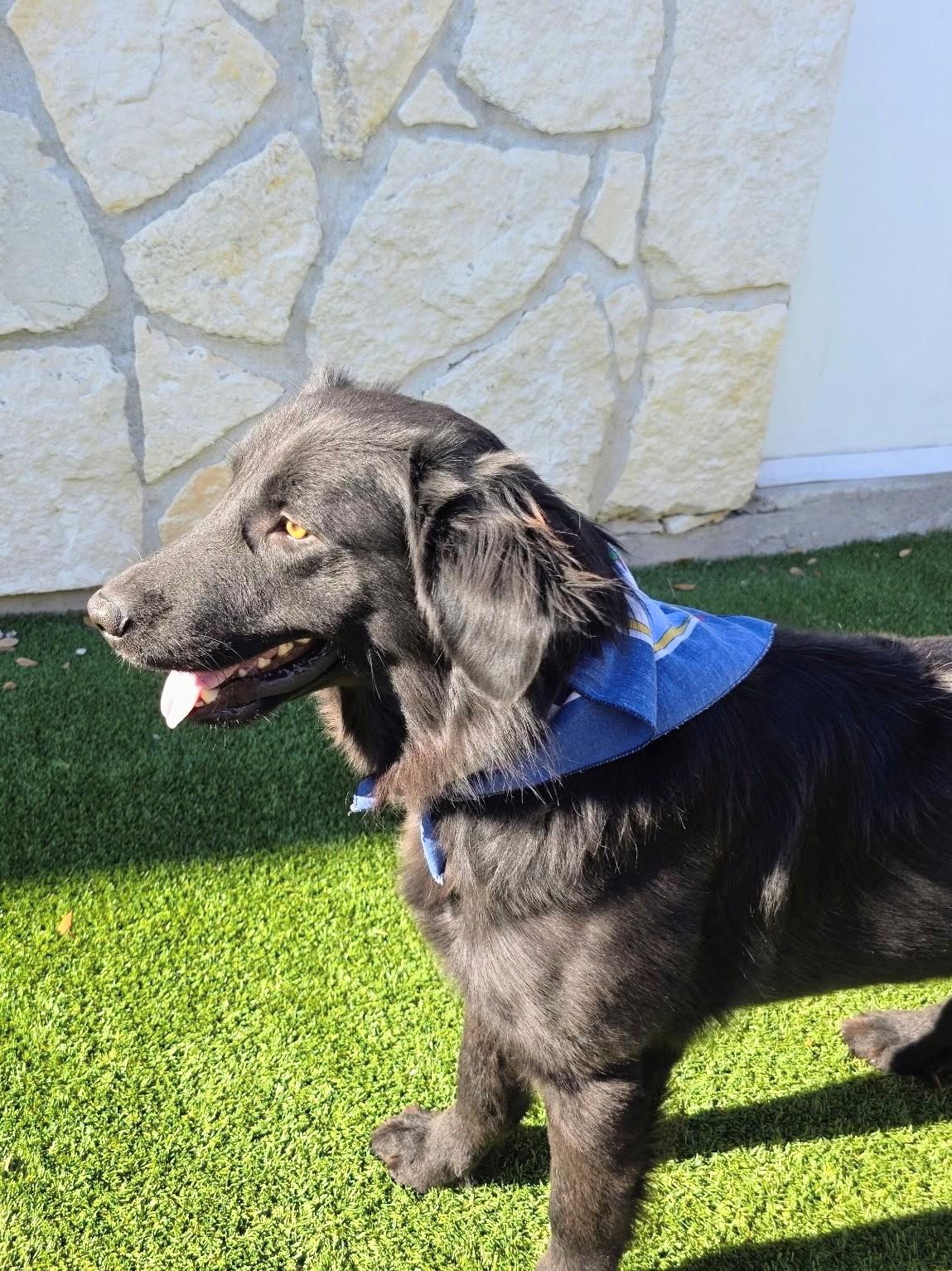 Joey, a Adoptable mixed breed in Willington, CT image 3/5