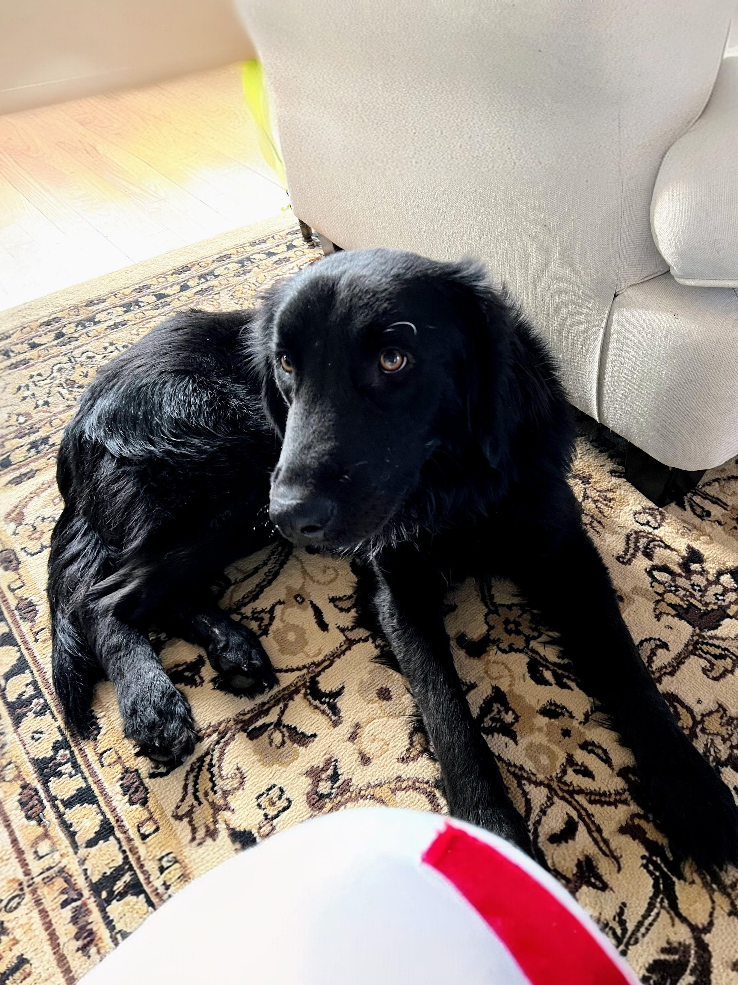 Enlarge Joey - Fostered in NJ, a Adoptable mixed breed in Willington, CT image 1/6