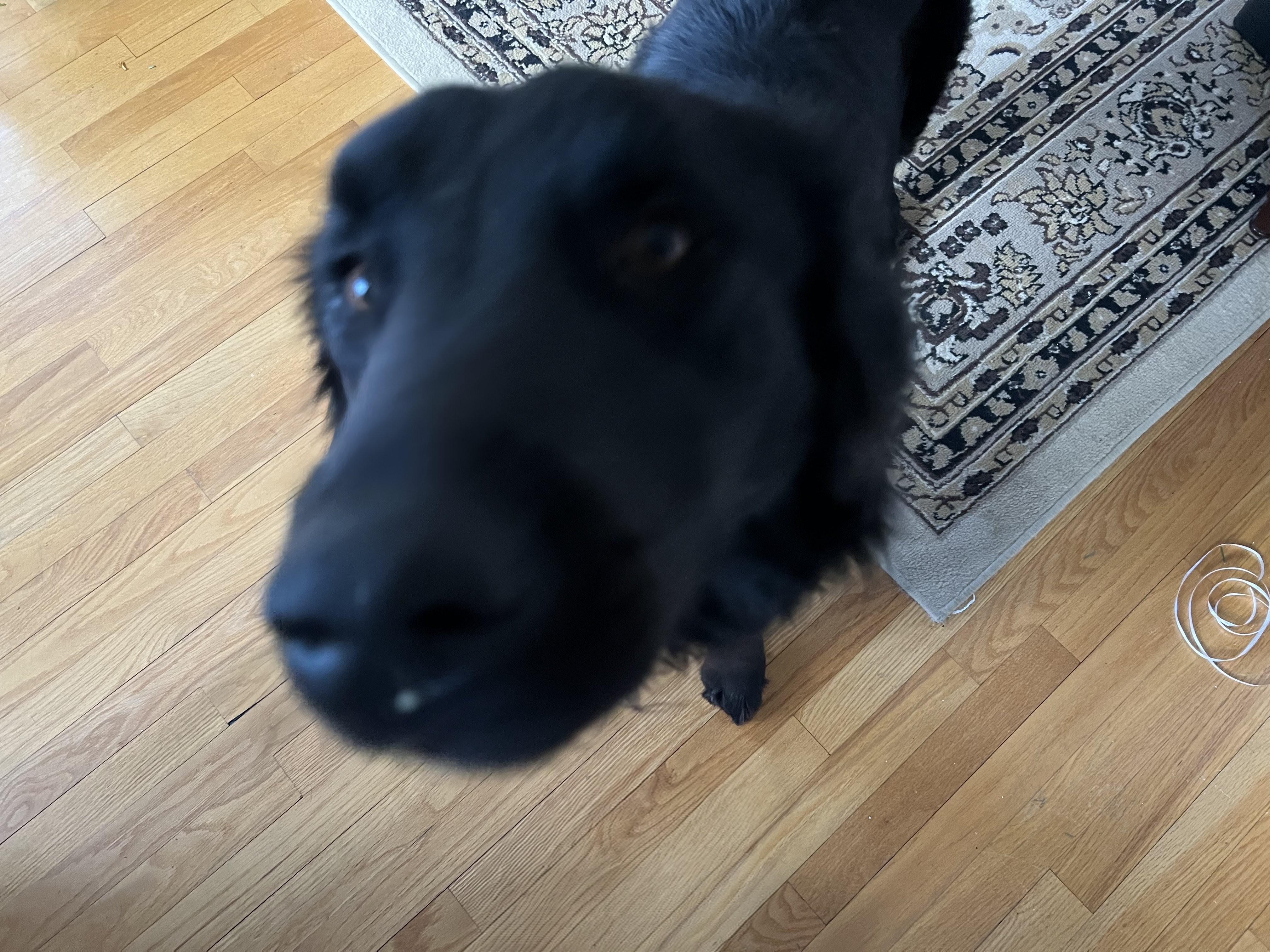 Enlarge Joey - Fostered in NJ, a Adoptable mixed breed in Willington, CT image 5/6