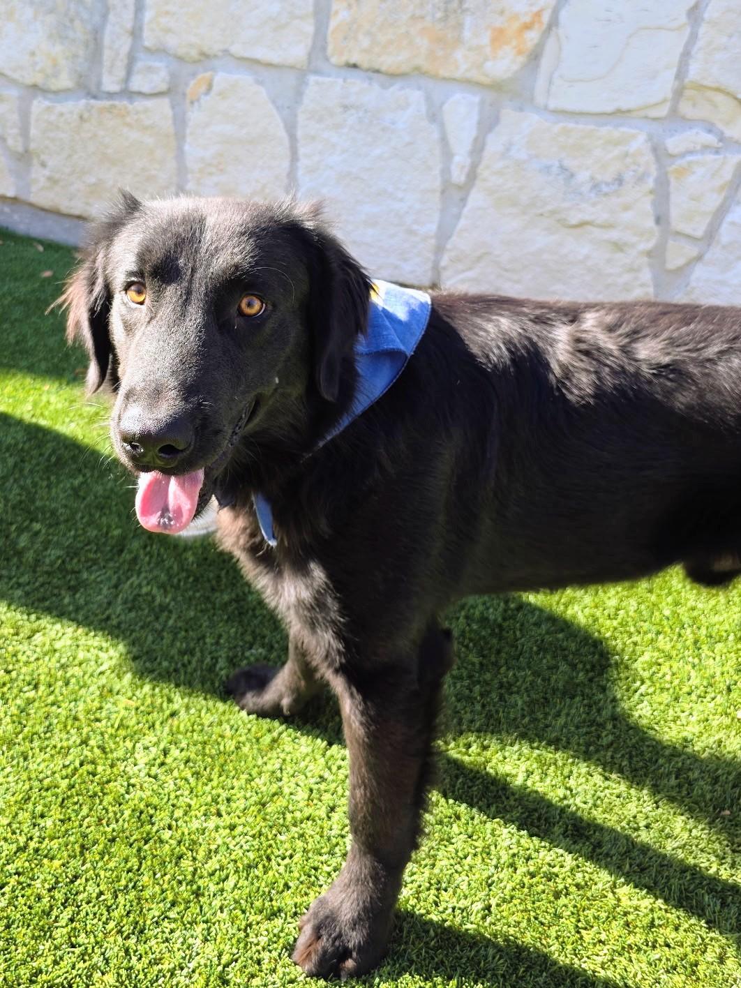 Joey, a Adoptable mixed breed in Willington, CT image 1/5