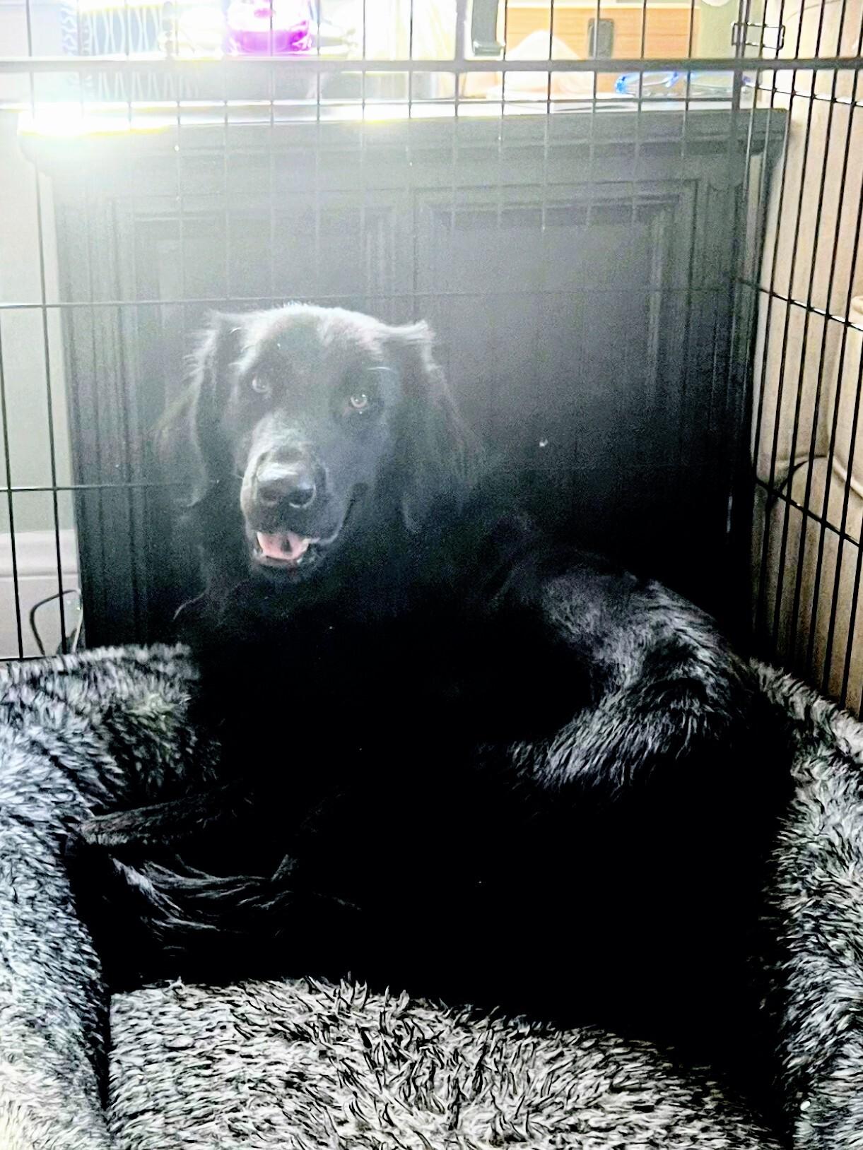 Enlarge Joey - Fostered in NJ, a Adoptable mixed breed in Willington, CT image 6/6