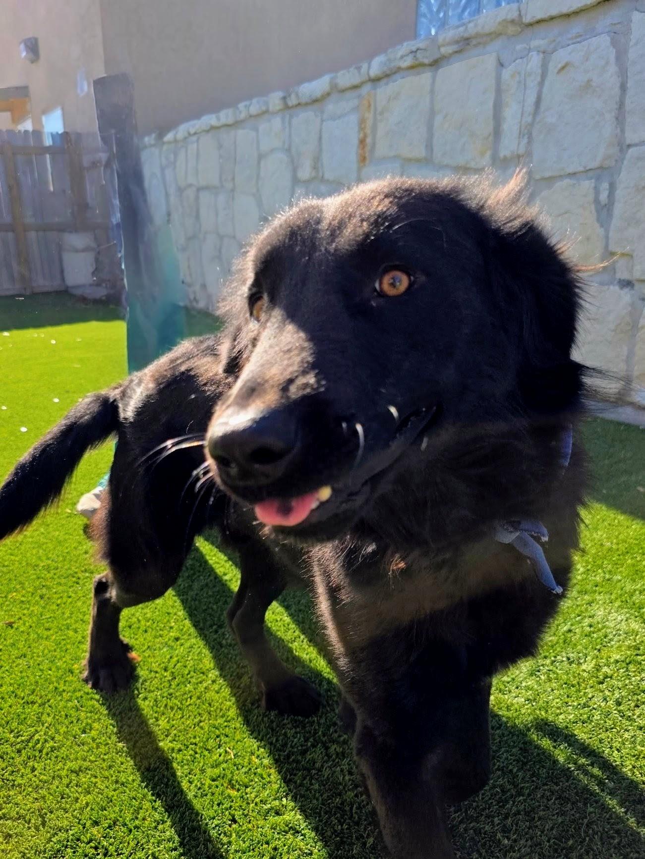Joey, a Adoptable mixed breed in Willington, CT image 4/5