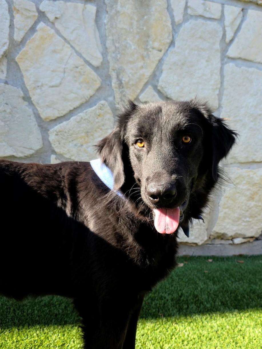 Joey, a Adoptable mixed breed in Willington, CT image 2/5