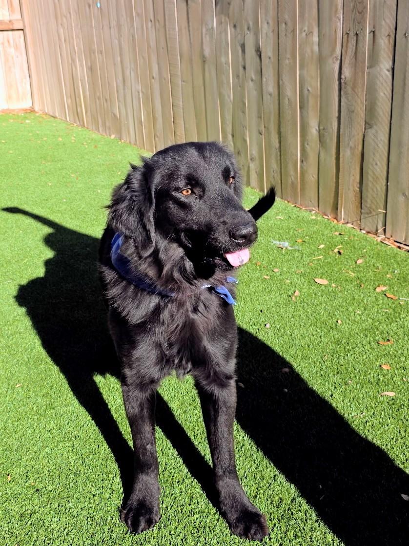 Joey, a Adoptable mixed breed in Willington, CT image 5/5