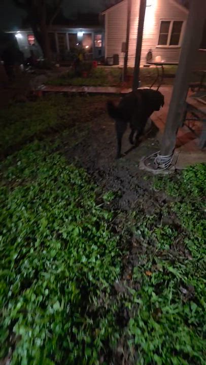 Enlarge Joey - Fostered in NJ, a Adoptable mixed breed in Willington, CT video 4/6