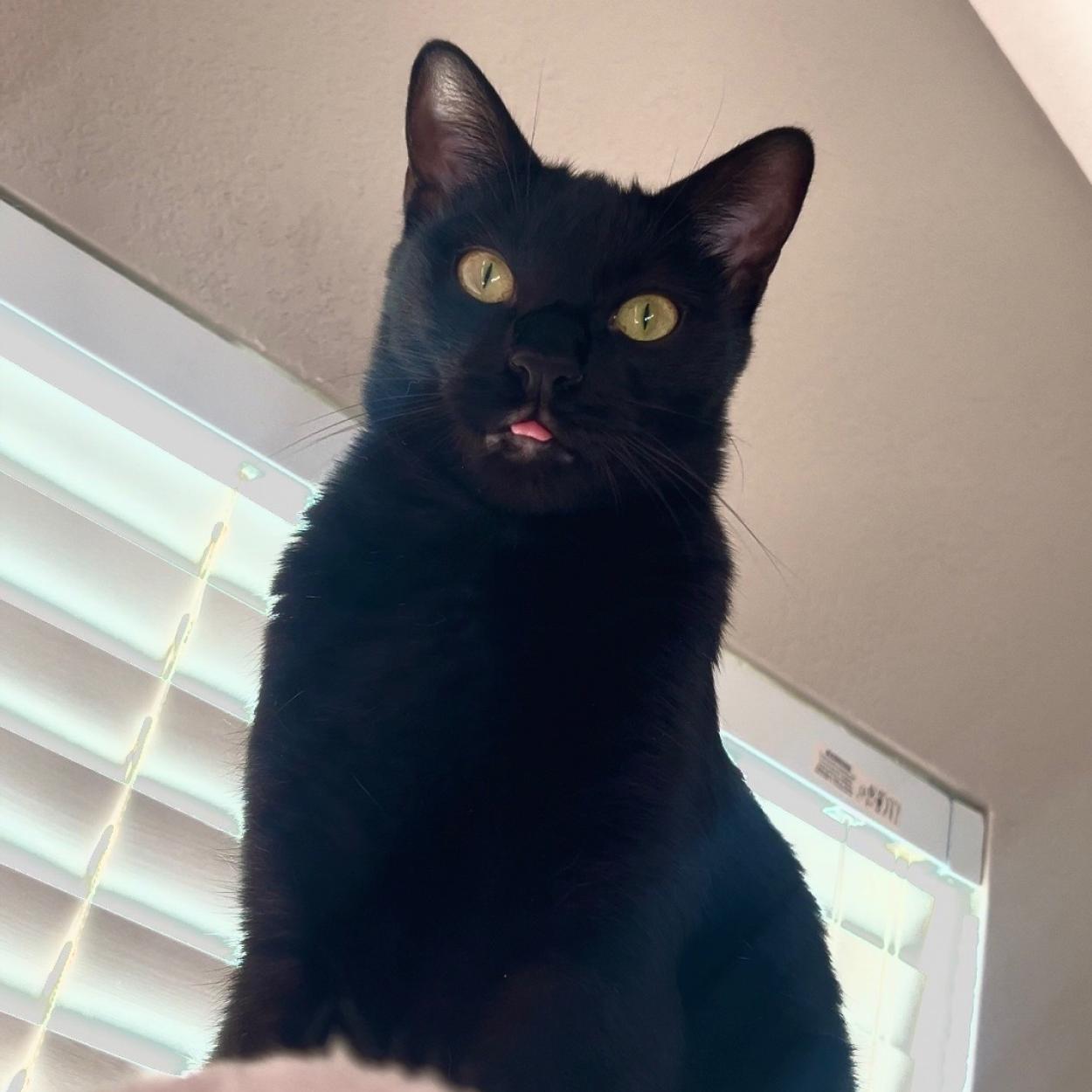 Jellybean, Adoptable, Adult Male Domestic Short Hair.