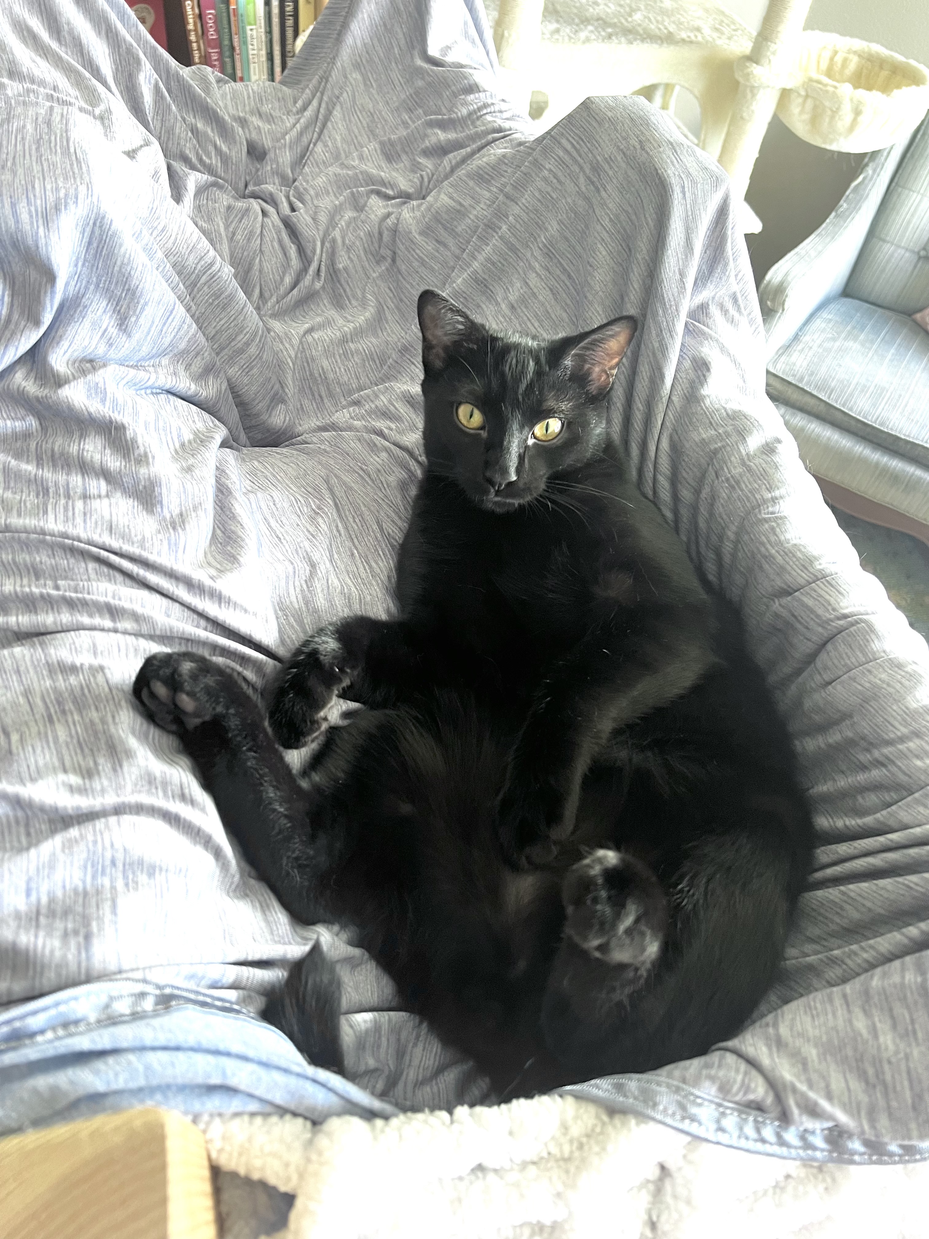 Enlarge Jellybean, a Adoptable Domestic Short Hair in Oakley, CA image 2/2