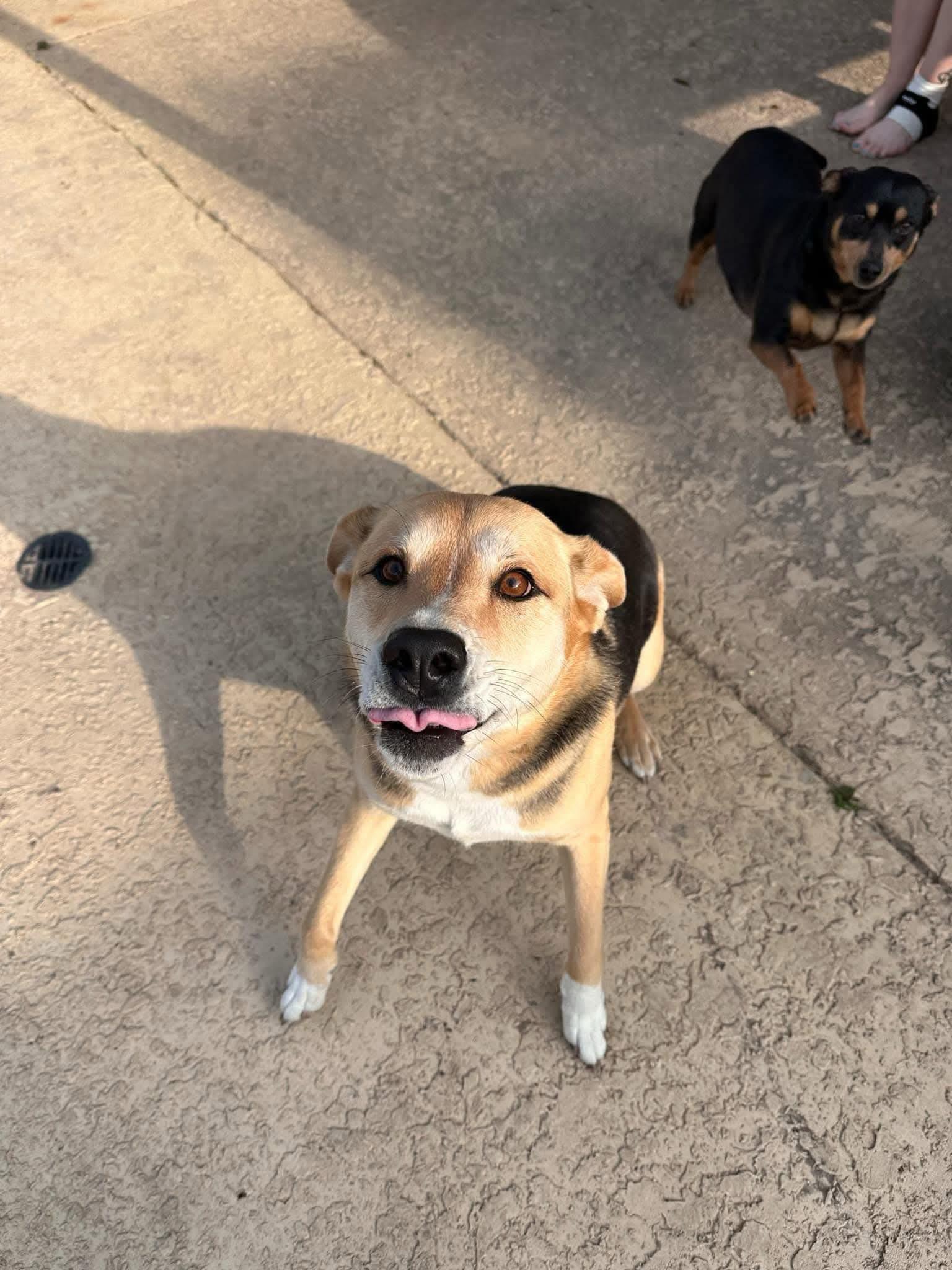 Roo, a Adoptable mixed breed in Rochester, NY image 3/5