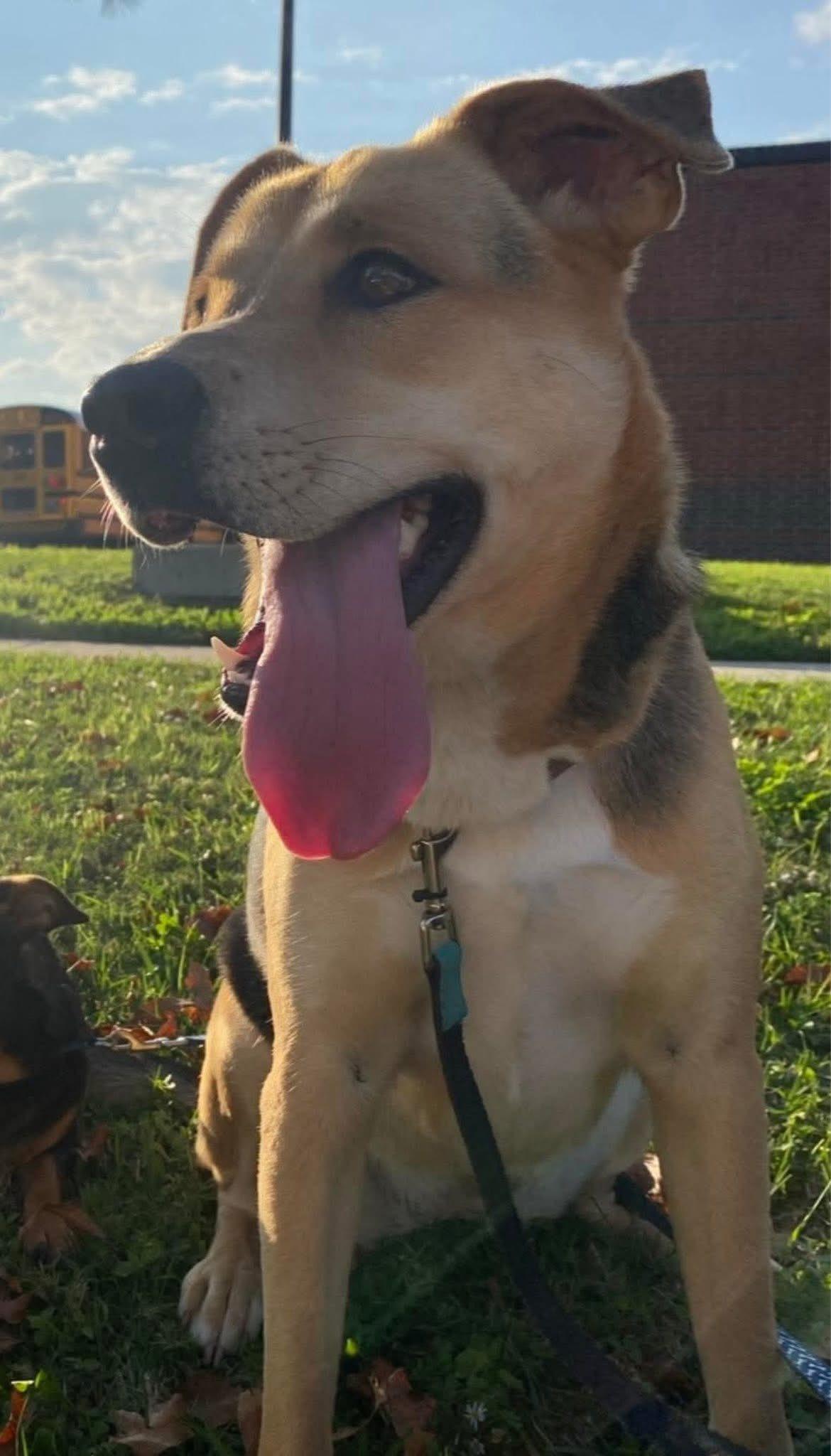 Roo, a Adoptable mixed breed in Rochester, NY image 4/5