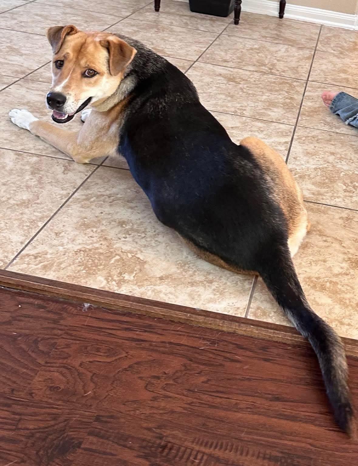 Roo, a Adoptable mixed breed in Rochester, NY image 2/5