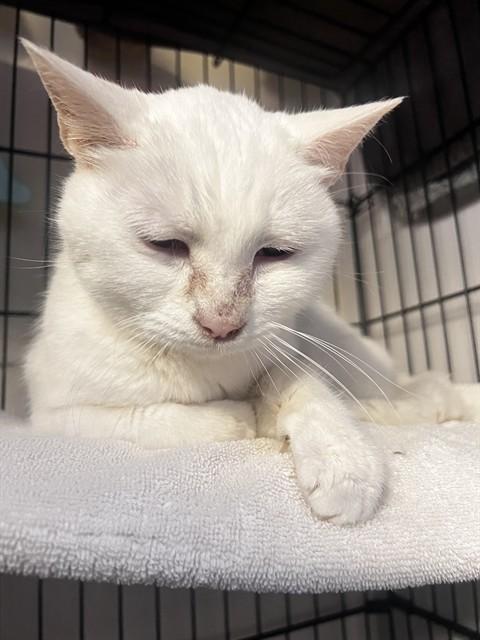 LULU, Adoptable, Senior Female Siamese & Domestic Short Hair.