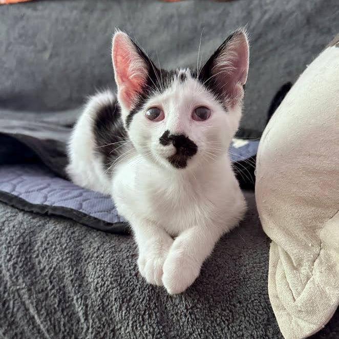 Pixel Peppersneeze, Adoptable, Kitten Male Domestic Short Hair.