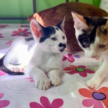 Enlarge Pixel Peppersneeze, a Adoptable Domestic Short Hair in Palmdale, CA image 2/3